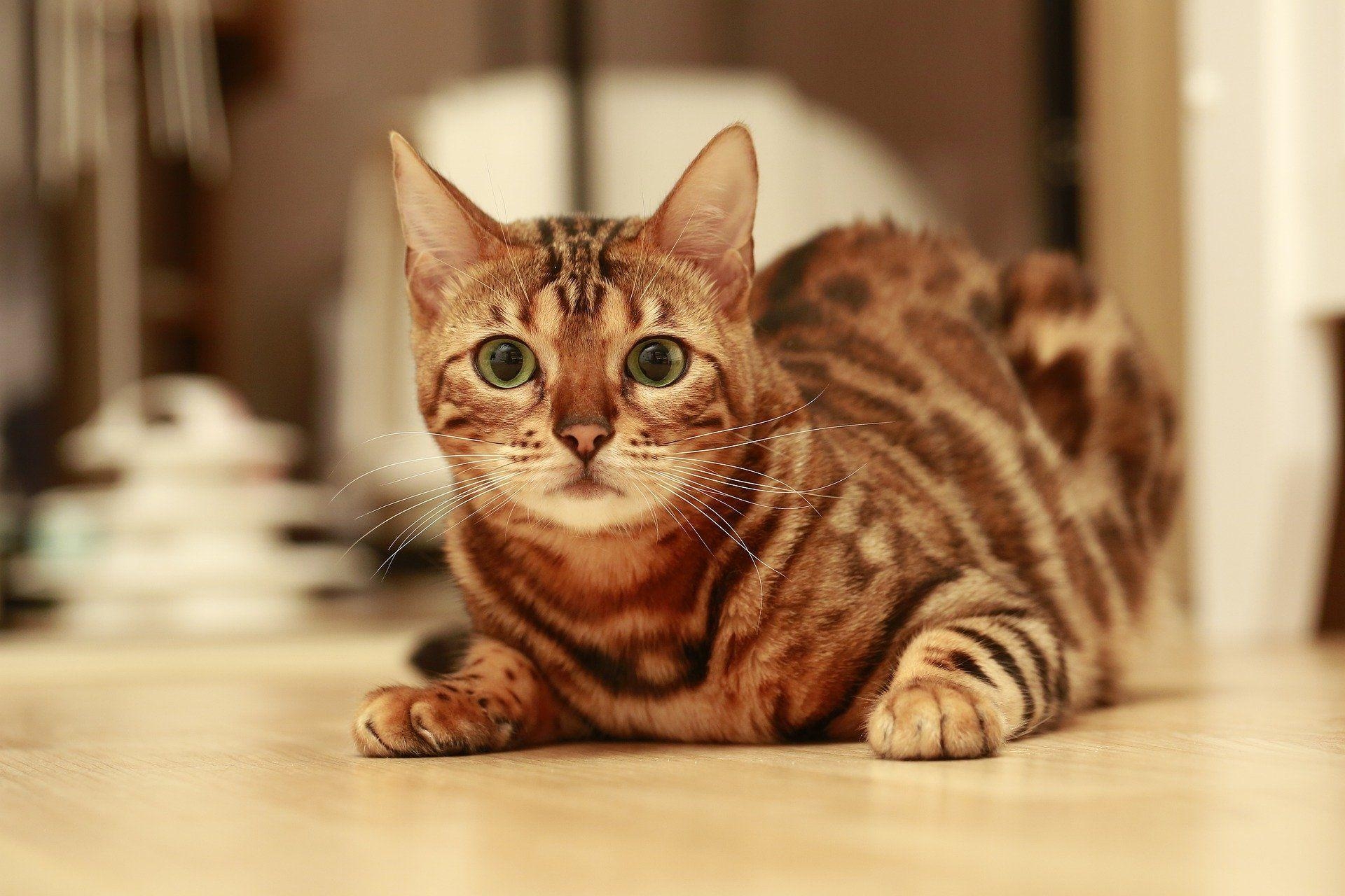 Braune Bengalkatze, HD, Hintergrund, Fell, Tier, 1920x1280 HD Desktop