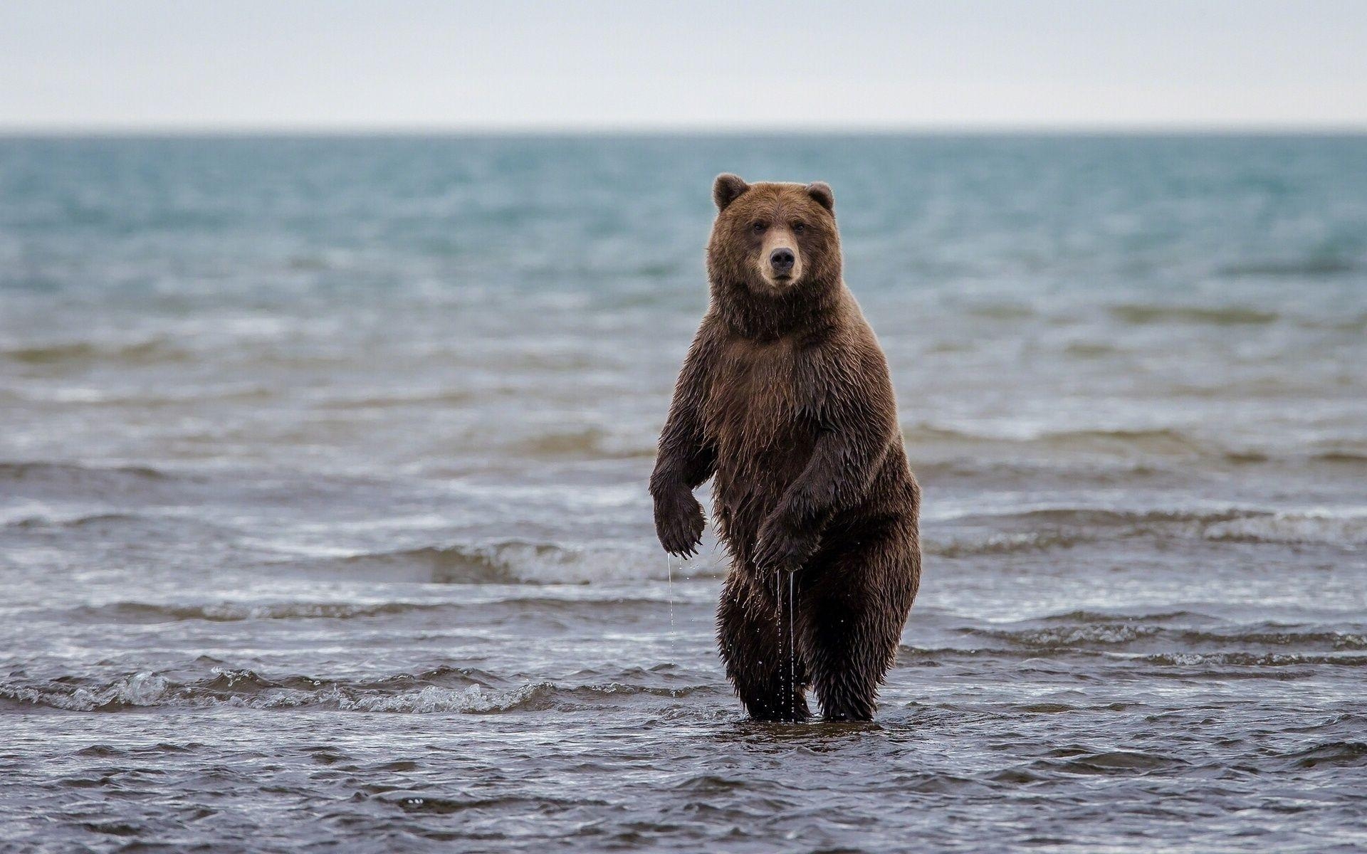 Grizzlybär, HD, Desktop, Mobil, Tierwelt, 1920x1200 HD Desktop