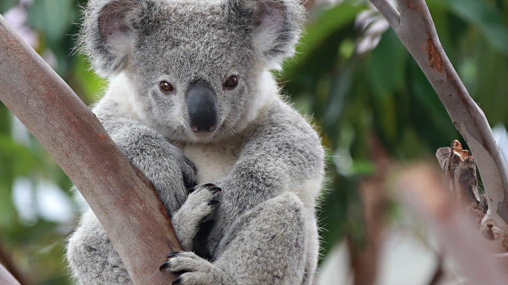 Koala, HD, Natur, Australien, süßes Tier, 1920x1080 Full HD Desktop