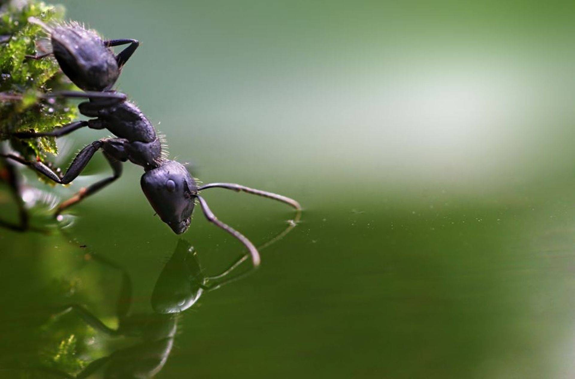 Kostenlos, Ameise, Hintergrundbild, HD, Insekten, 1920x1270 HD Desktop