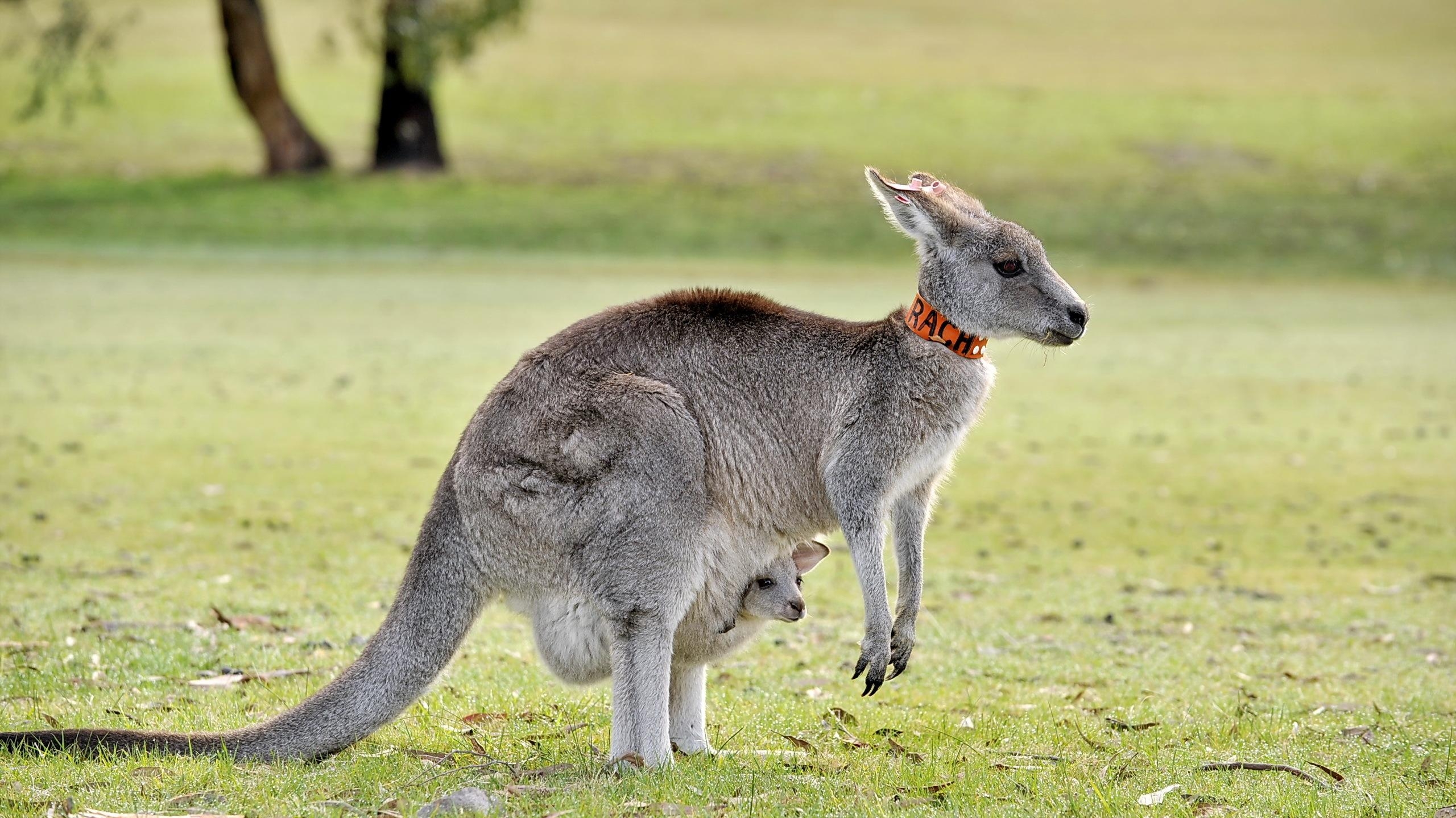 Känguru, HD, Hintergrund, Australien, Wildtiere, 2560x1440 HD Desktop