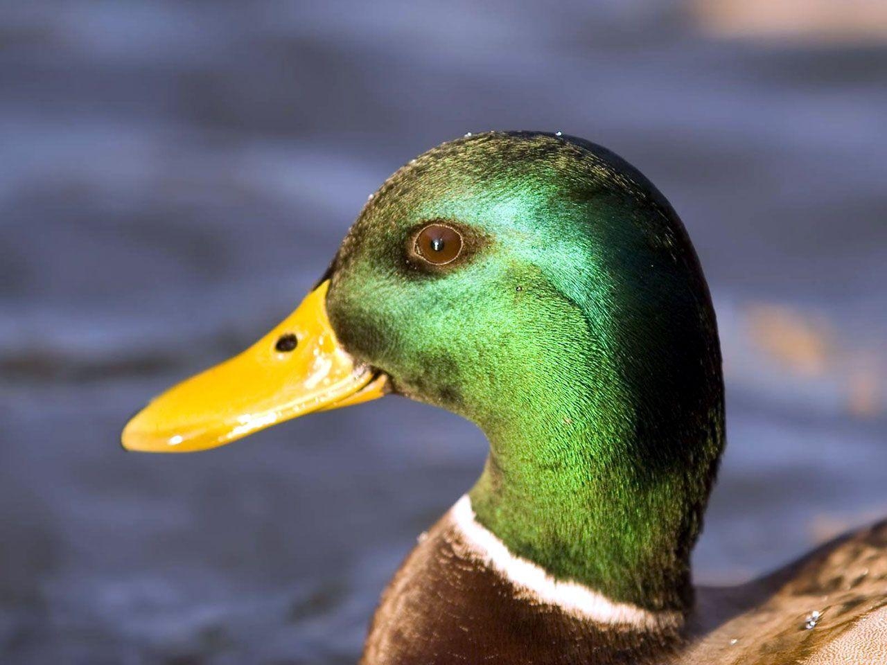 Enten, Vogelfotografie, Galerie, Tiere, Natur, 1280x960 HD Desktop