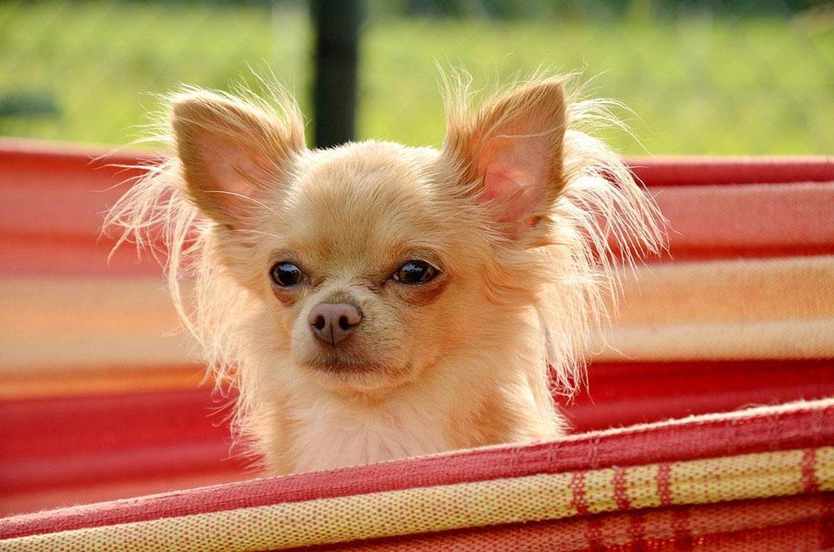 Chihuahua, Android, kostenlos, Tierbilder, Hintergrund, 1210x800 HD Desktop