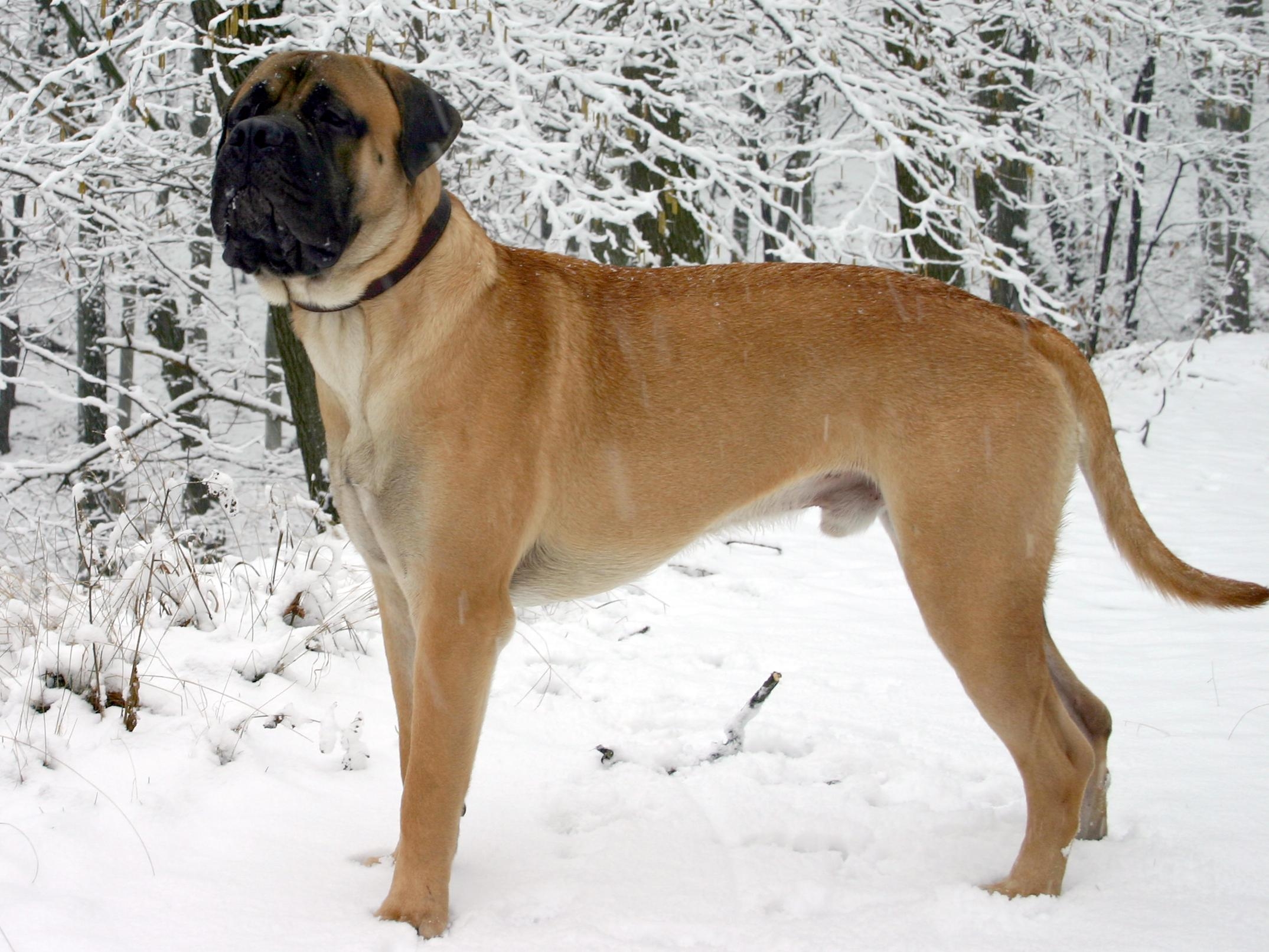 Bullmastiff, Junghund, Tier, Hund, HD, 2150x1620 HD Desktop