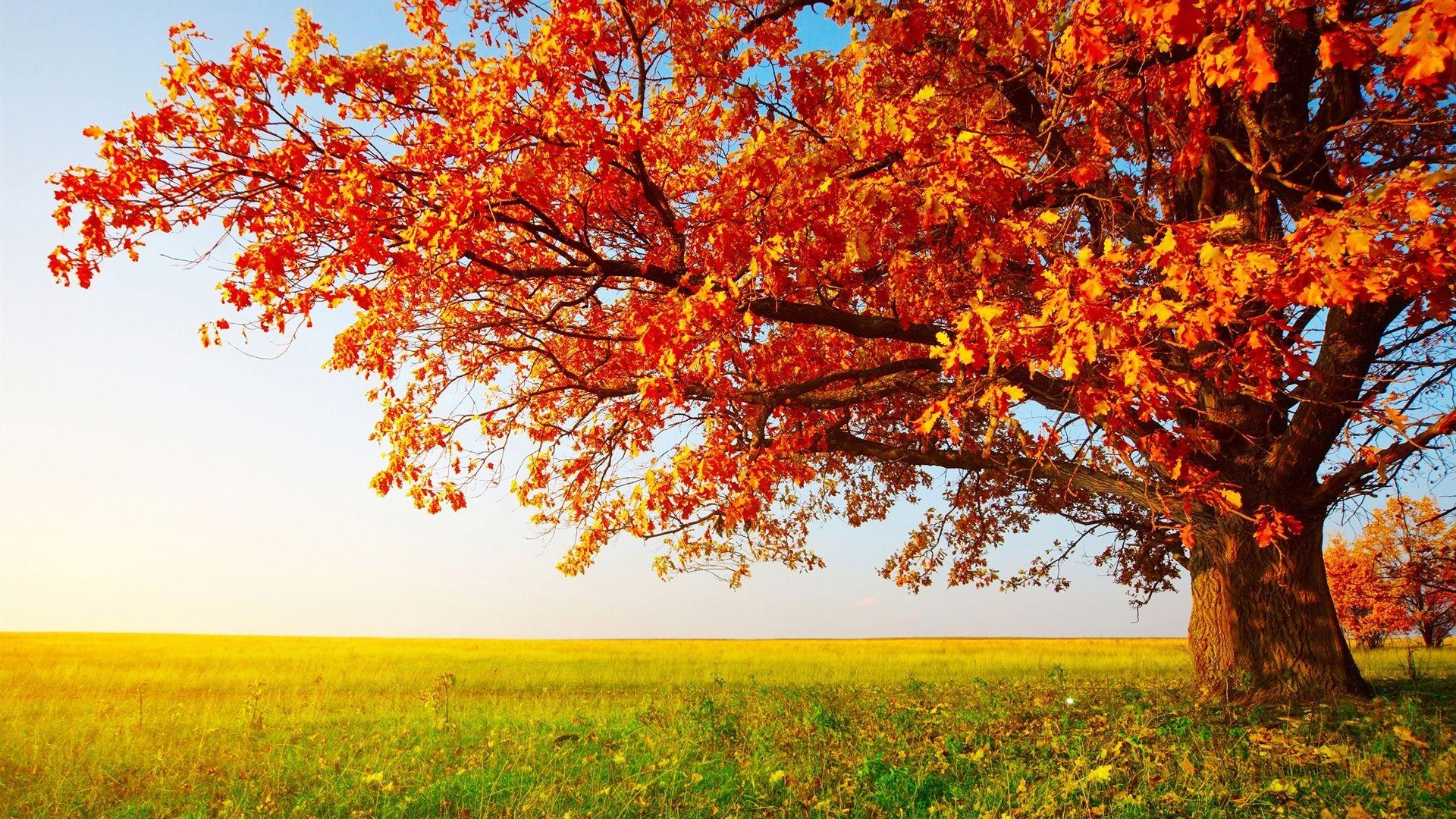 Herbst, Wallpaper, Hintergrund, Kostenlos, Download, 1920x1080 Full HD Desktop