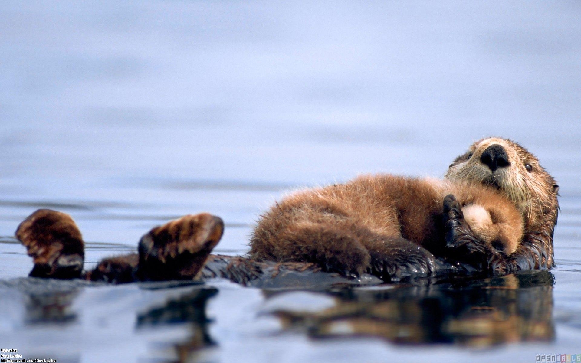 Otter, niedlich, Wasser, Abenteuer, Bild, 1920x1200 HD Desktop