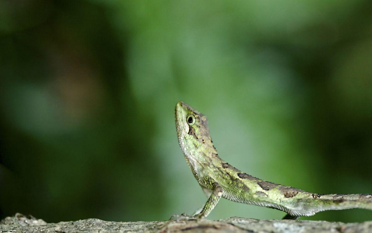 Grüne Eidechse, Reptil, Hintergrund, Natur, Tier, 1280x810 HD Desktop