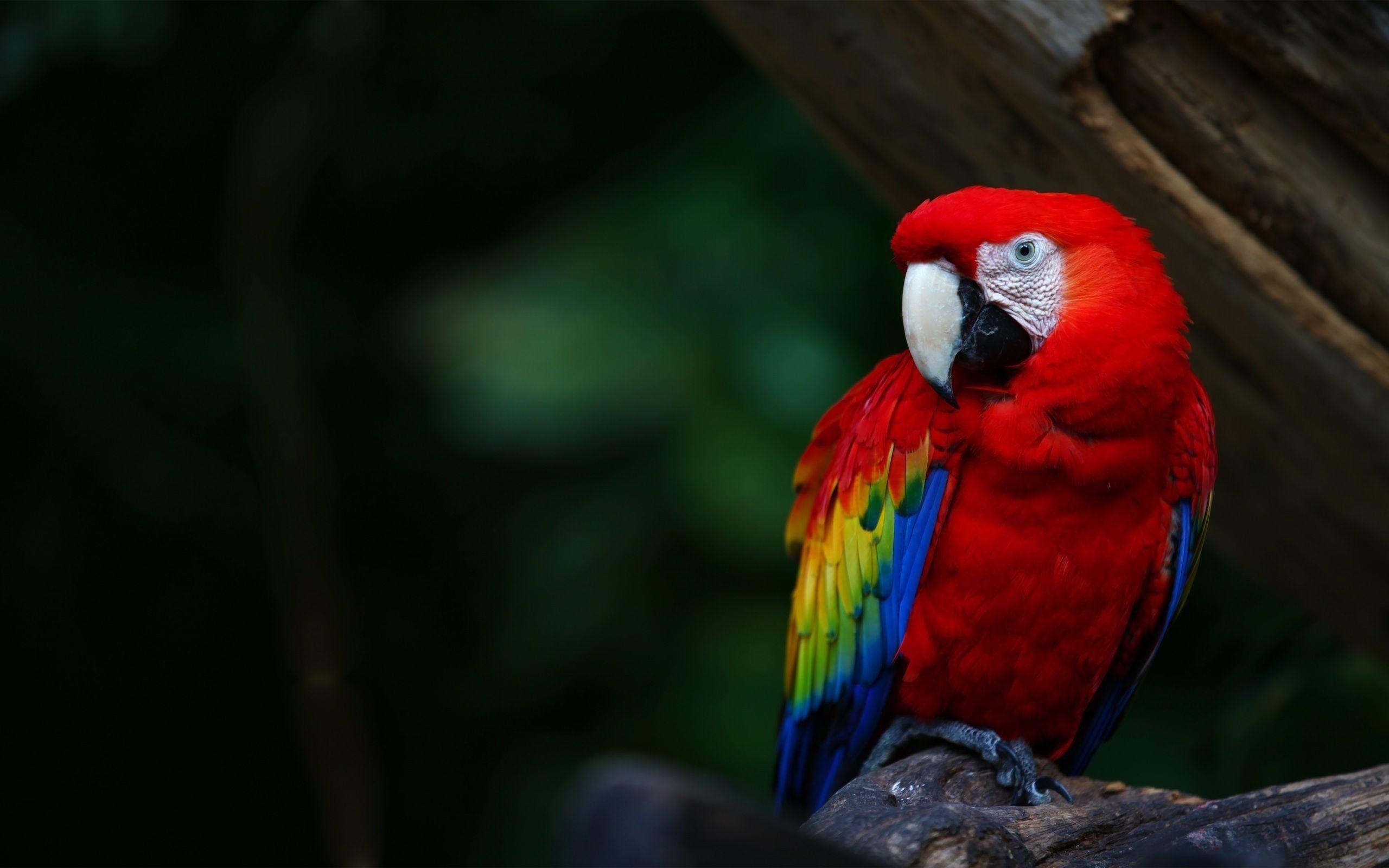 Ara Papagei, Exotisch, Farbenprächtig, Tropischer Vogel, Amazonas, 2560x1600 HD Desktop