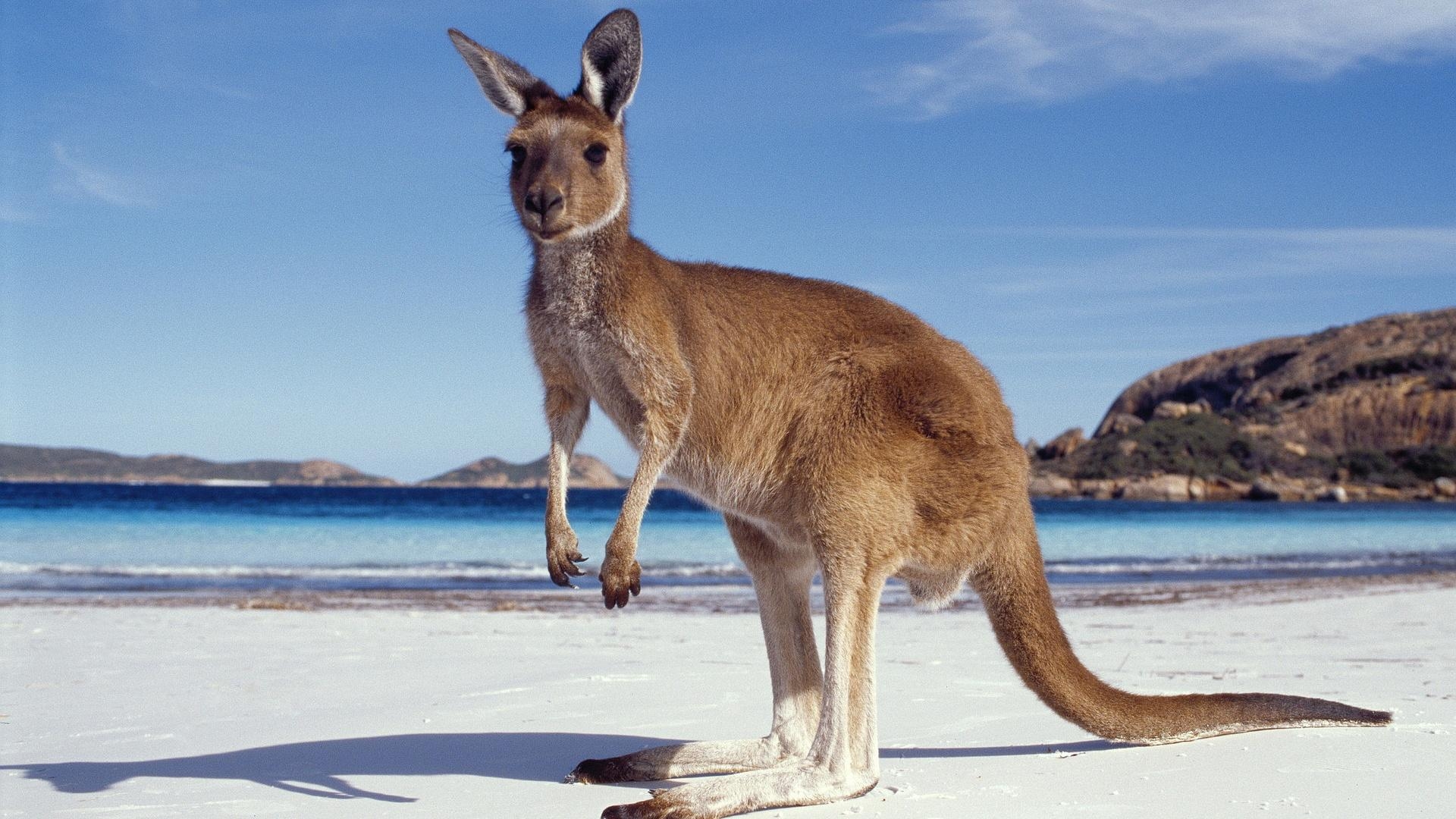 Känguru, Hintergrund, Bild, Australien, Tierwelt, 1920x1080 Full HD Desktop