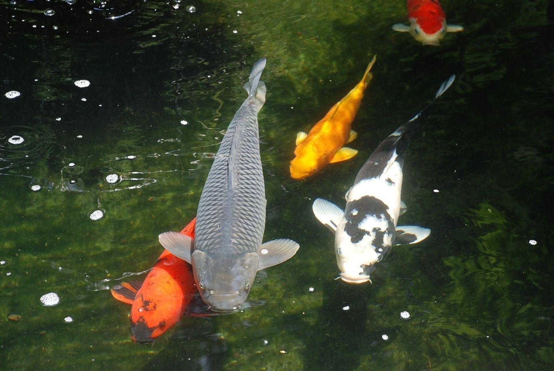 Koi, Fische, HD, Unterwasser, Schönheit, 1940x1300 HD Desktop