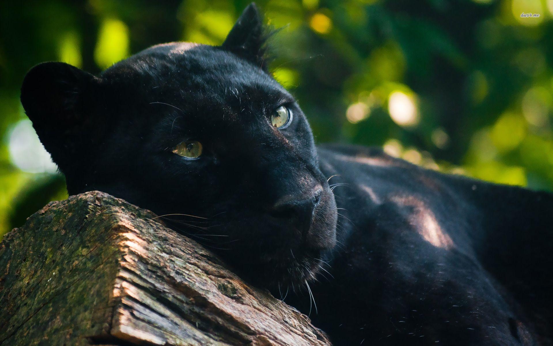 Panther, Full HD, Hintergrund, Bild, Tier, 1920x1200 HD Desktop