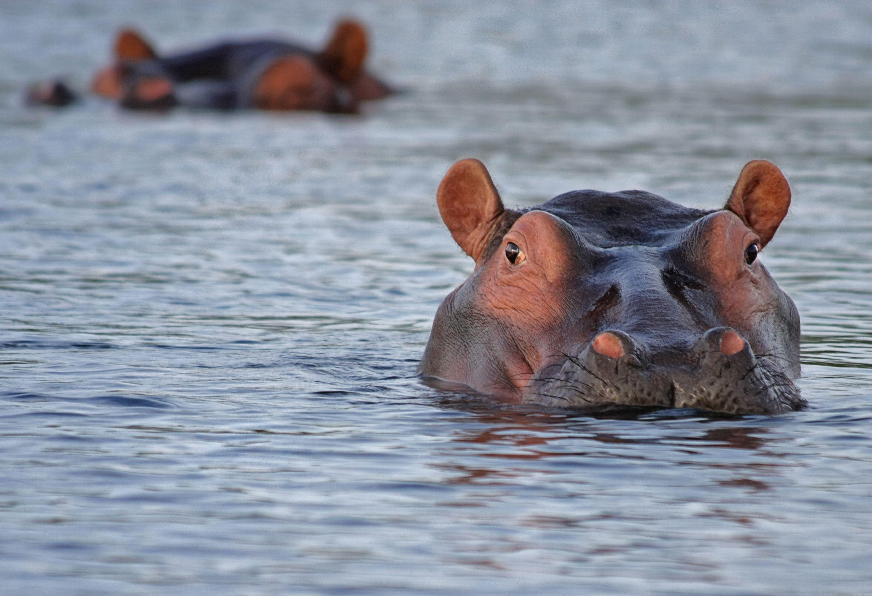 Nilpferd, im Wasser, kostenlos, Tiere, Flusspferde, 2900x1990 HD Desktop