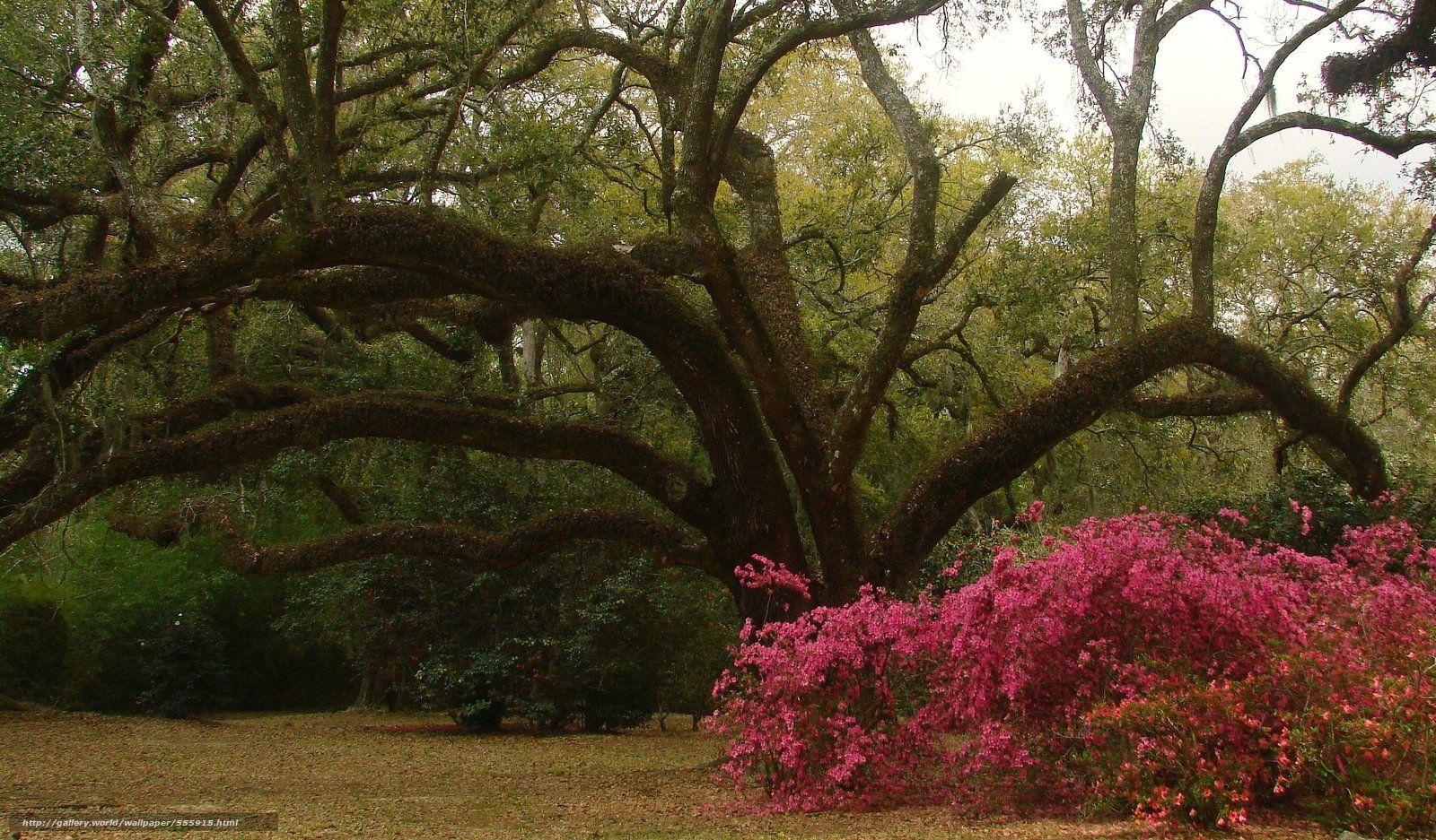 Louisiana, Landschaft, Reisen, Natur, USA, 1600x940 HD Desktop