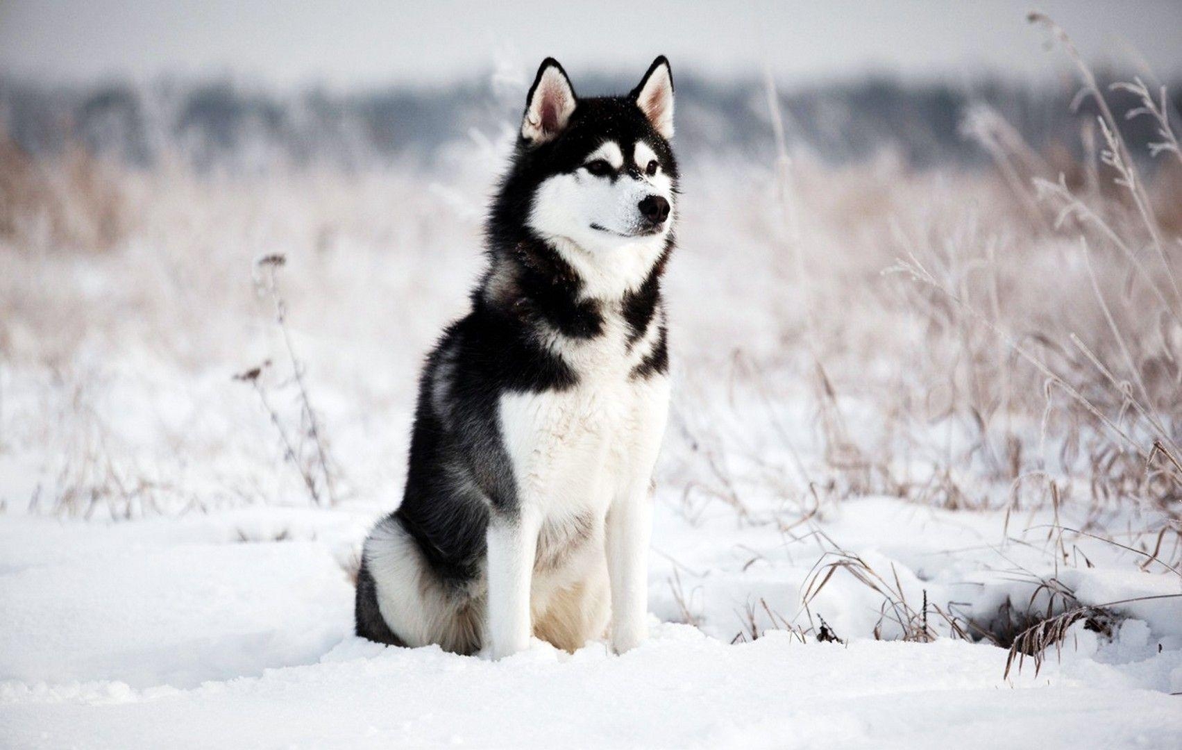 Sibirischer Husky, 1080p, Hund, Tier, Bild, 1710x1080 HD Desktop