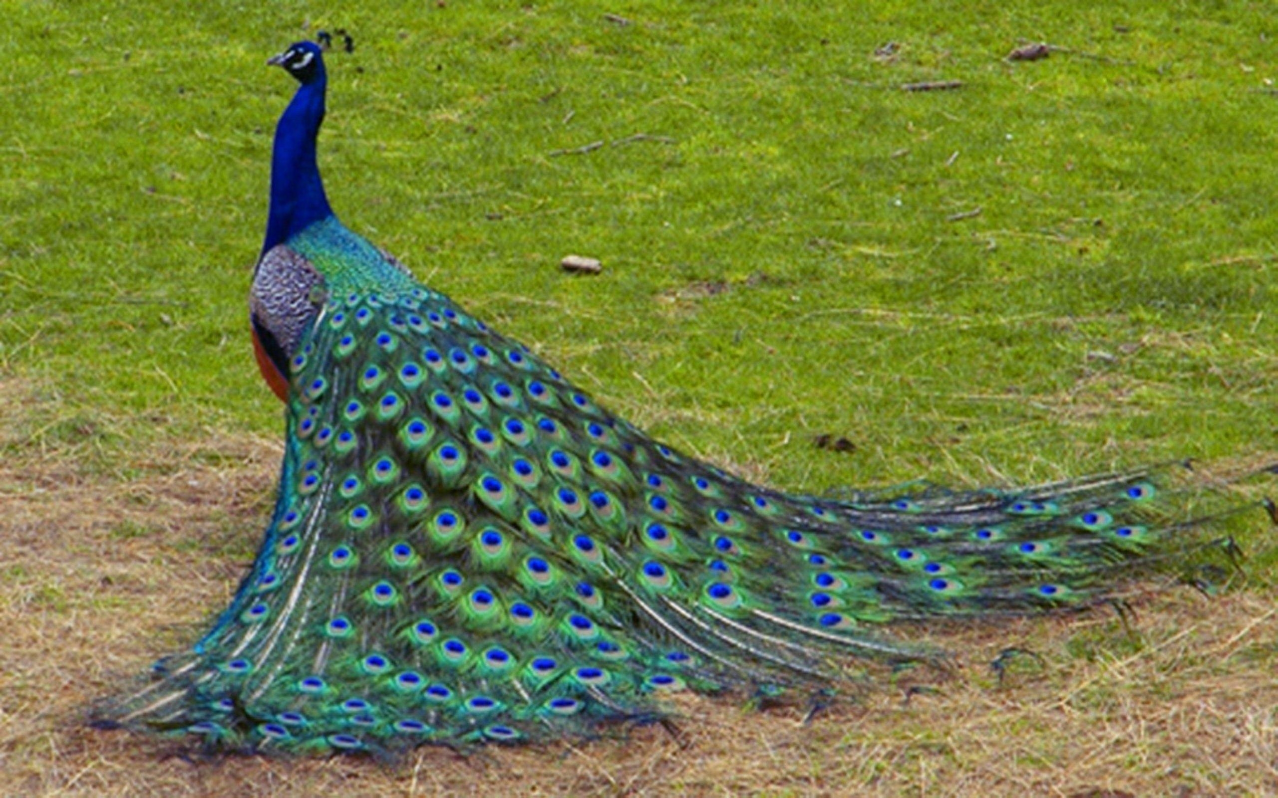 Pfau, Kostenlos, Bunte Vögel, HD, Bild, 2560x1600 HD Desktop