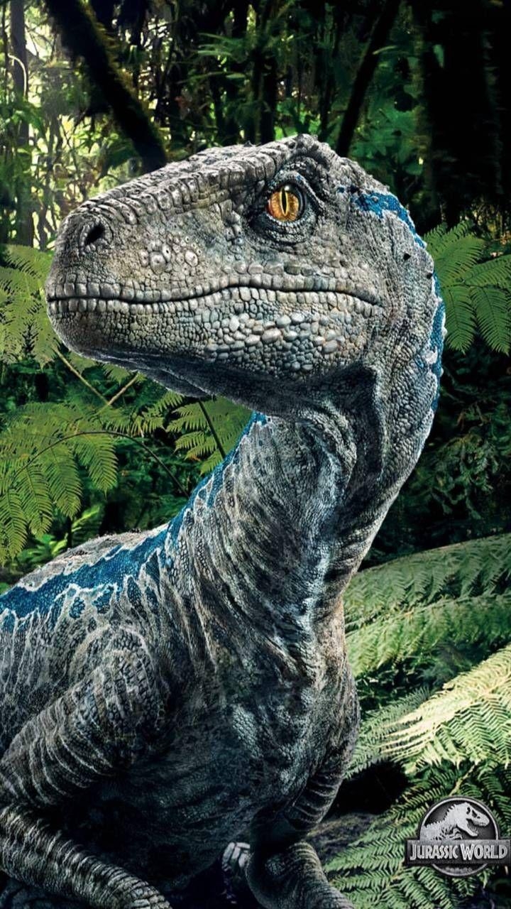 Jurassic World, Blau, Velociraptor, Bild, Abenteuer, 720x1280 HD Handy