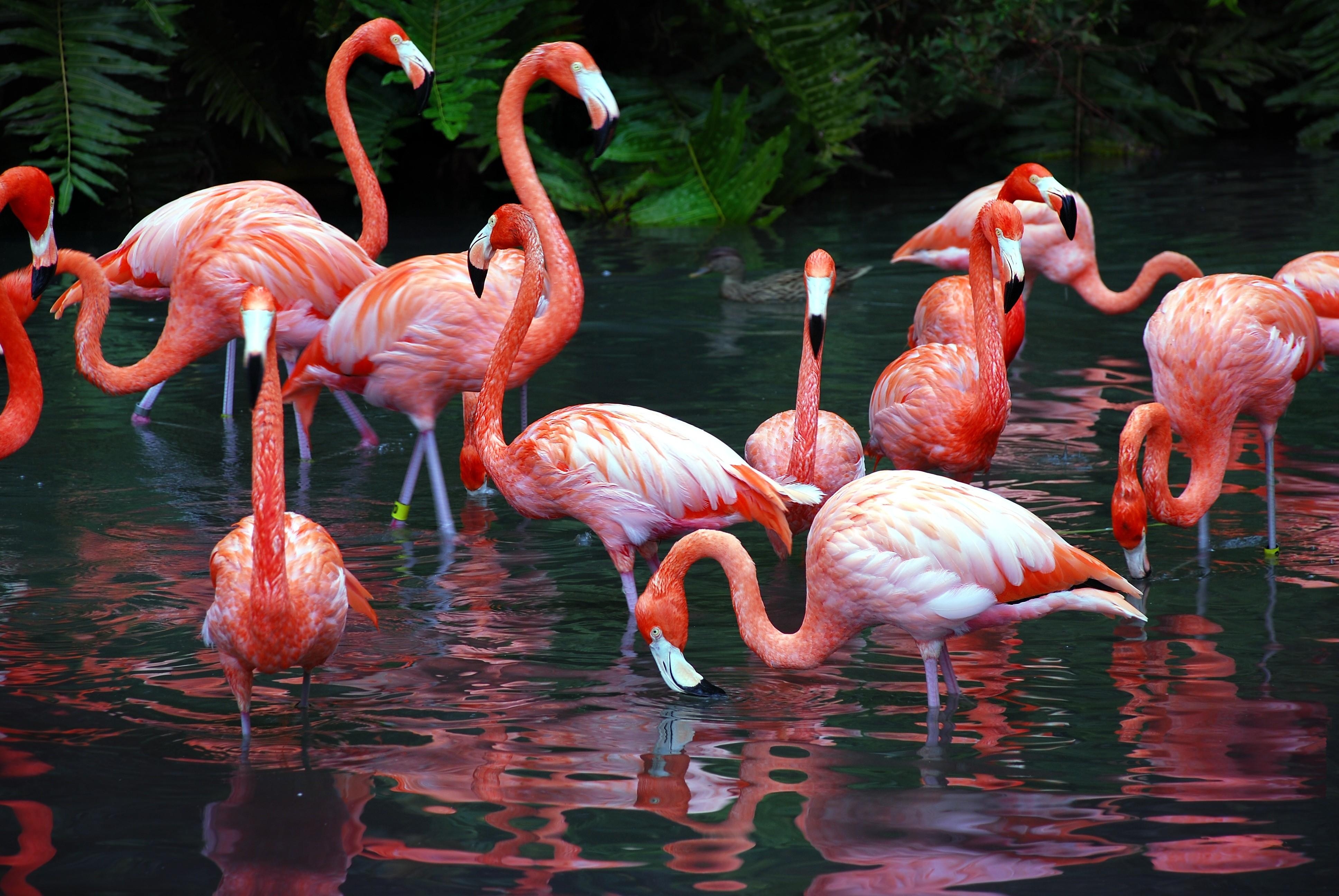 Flamingo, Wasser, Natur, Bild, Vogelwelt, 3880x2600 4K Desktop