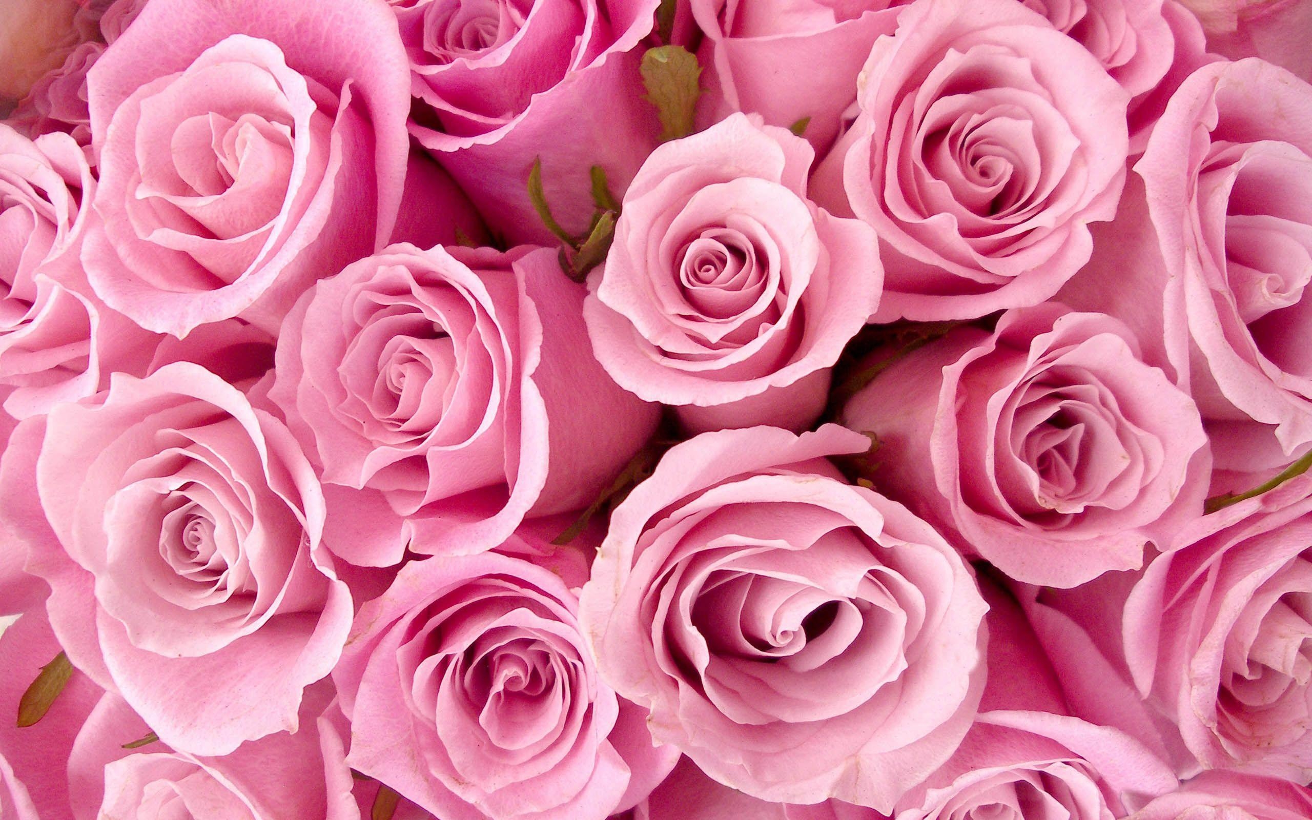 Besondere Rosen, Pink, Tapete, Mobile, 2560x1600 HD Desktop