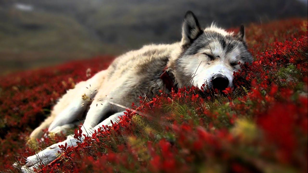 Der mit dem Wolf tanzt, Native American, Musik, Album, Tanz, 1280x720 HD Desktop