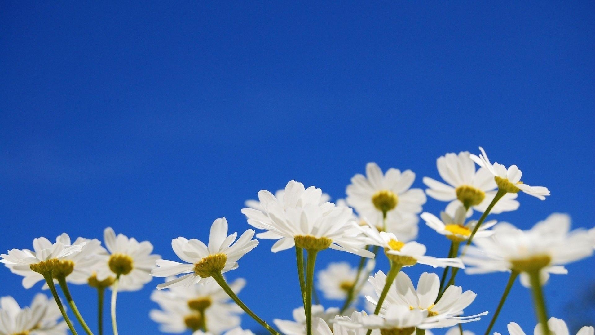 Gänseblümchen, Sammlung, Hintergrund, PC, Bild, 1920x1080 Full HD Desktop