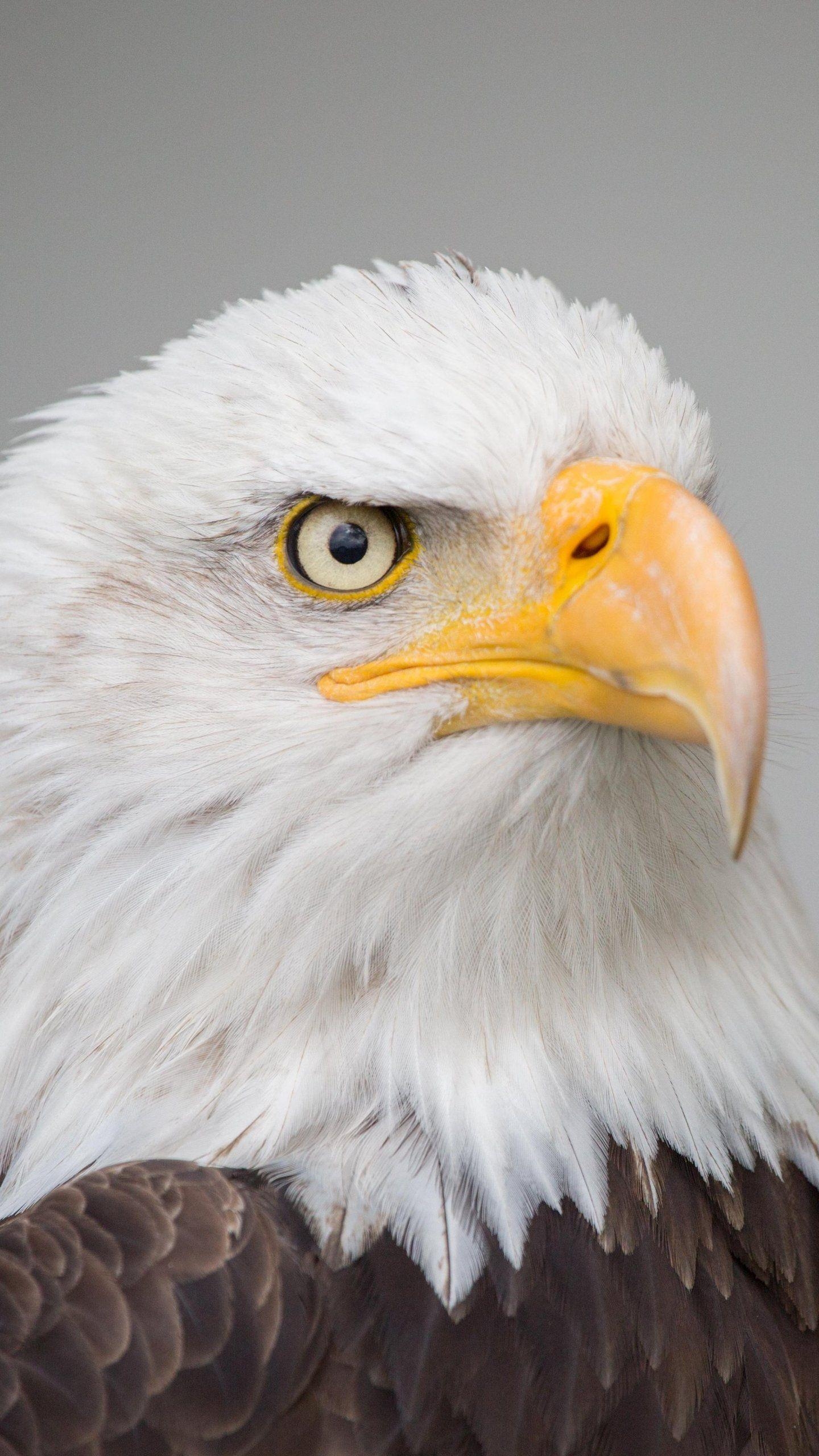 Weißkopfseeadler Android, Desktopbild, Naturhintergrund, 1440x2560 HD Handy