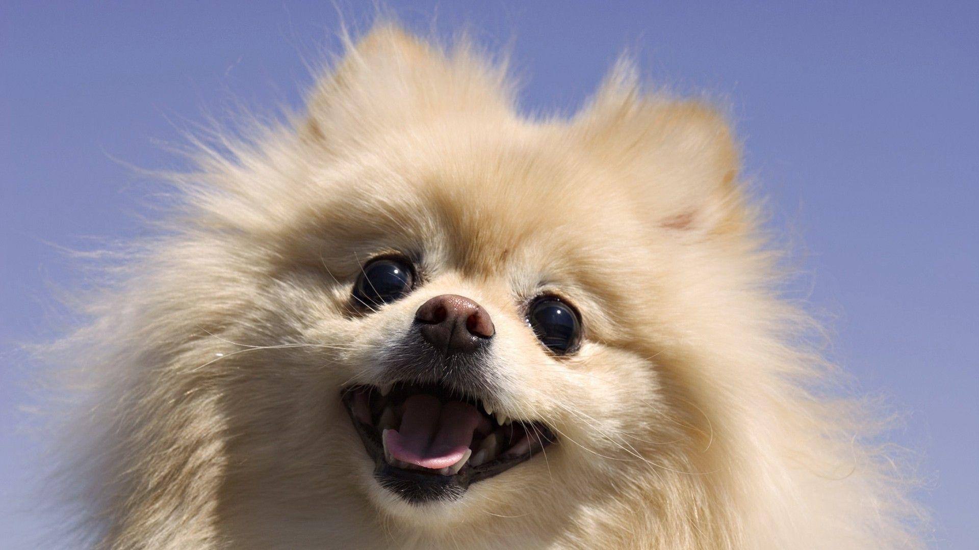 Pomeranian, Flauschig, Tiere, Niedlich, Hintergrund, 1920x1080 Full HD Desktop