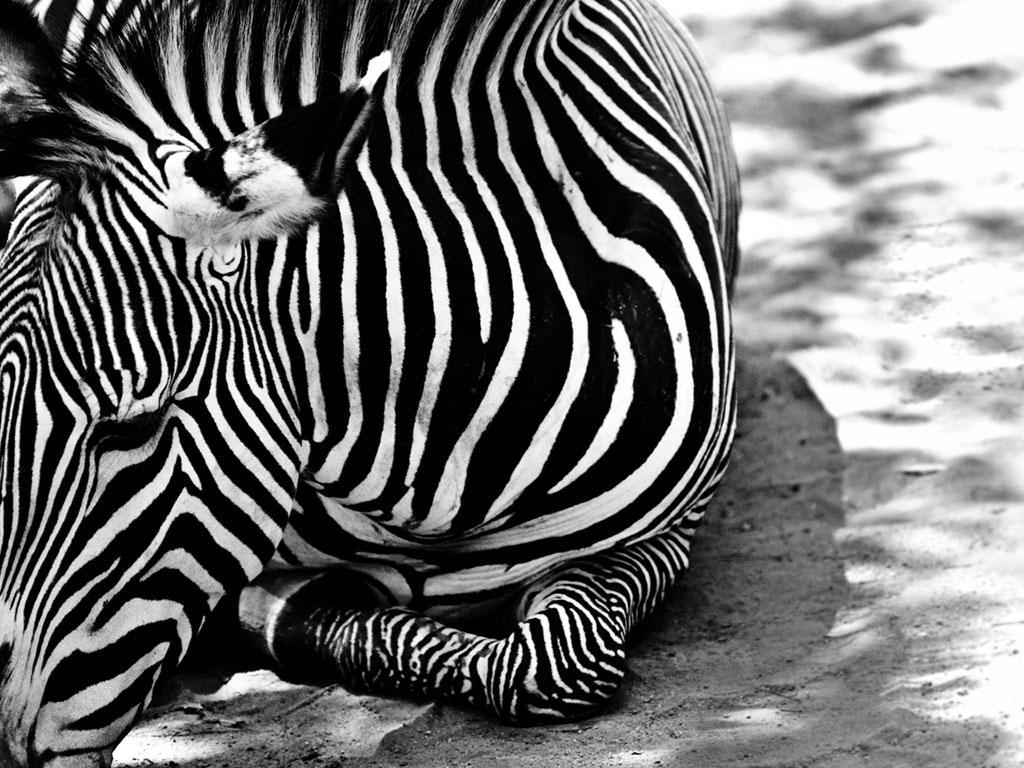 Zebra, Kostenlose Bilder, Fotografie, Savanne, Wildtiere, 1030x770 HD Desktop