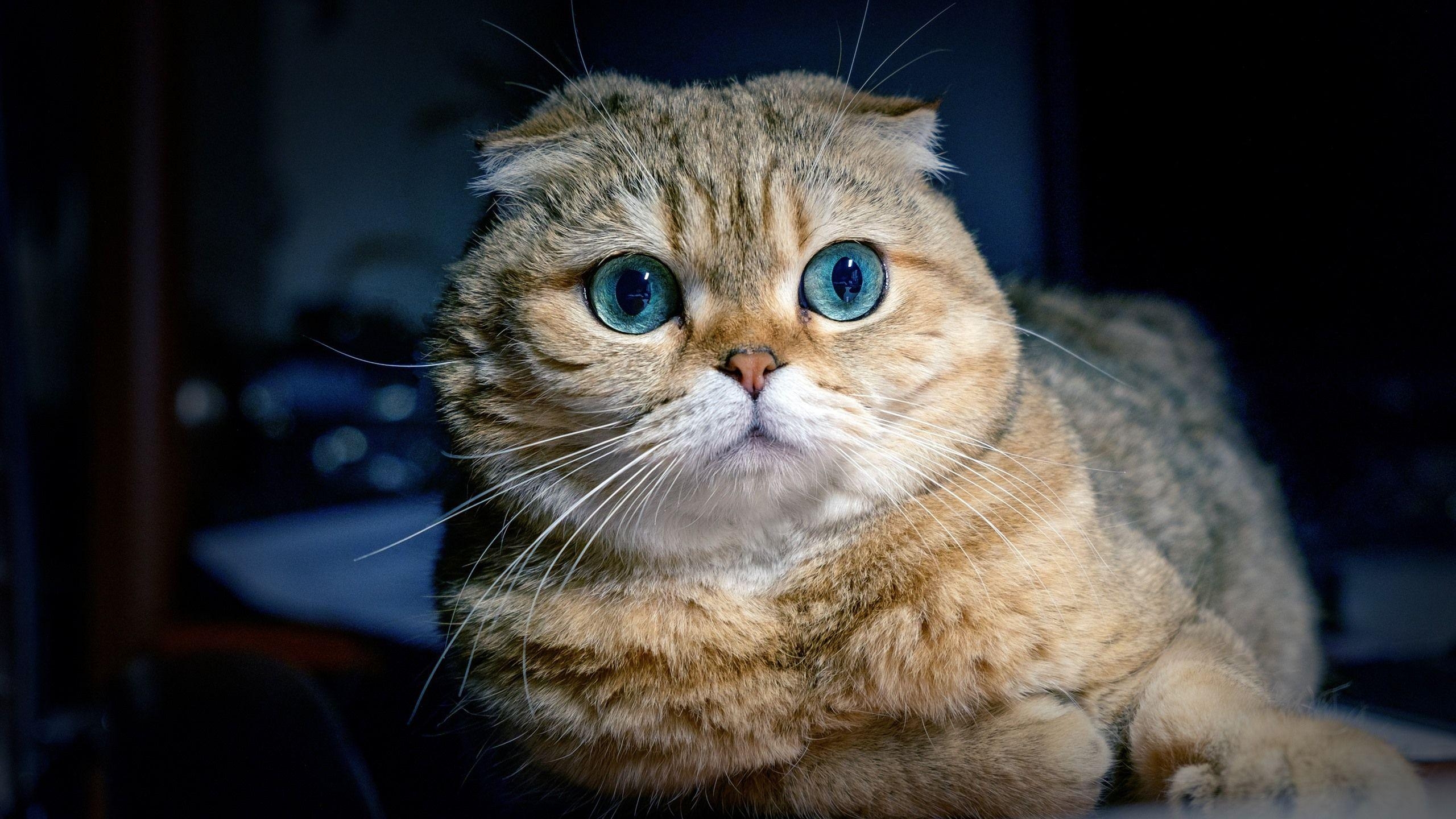 Scottish Fold, Blauäugig, Vorderansicht, 2880x1800, HD, 2560x1440 HD Desktop