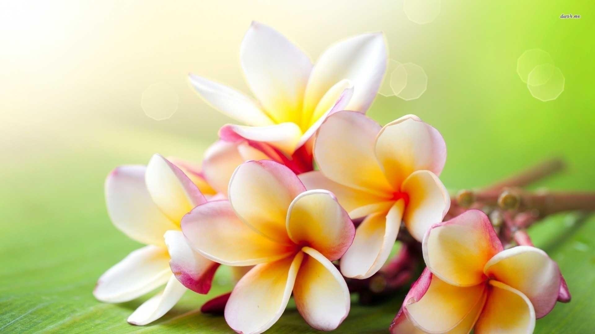 Plumeria, Natur, Blume, Exotisch, Hintergrund, 1920x1080 Full HD Desktop