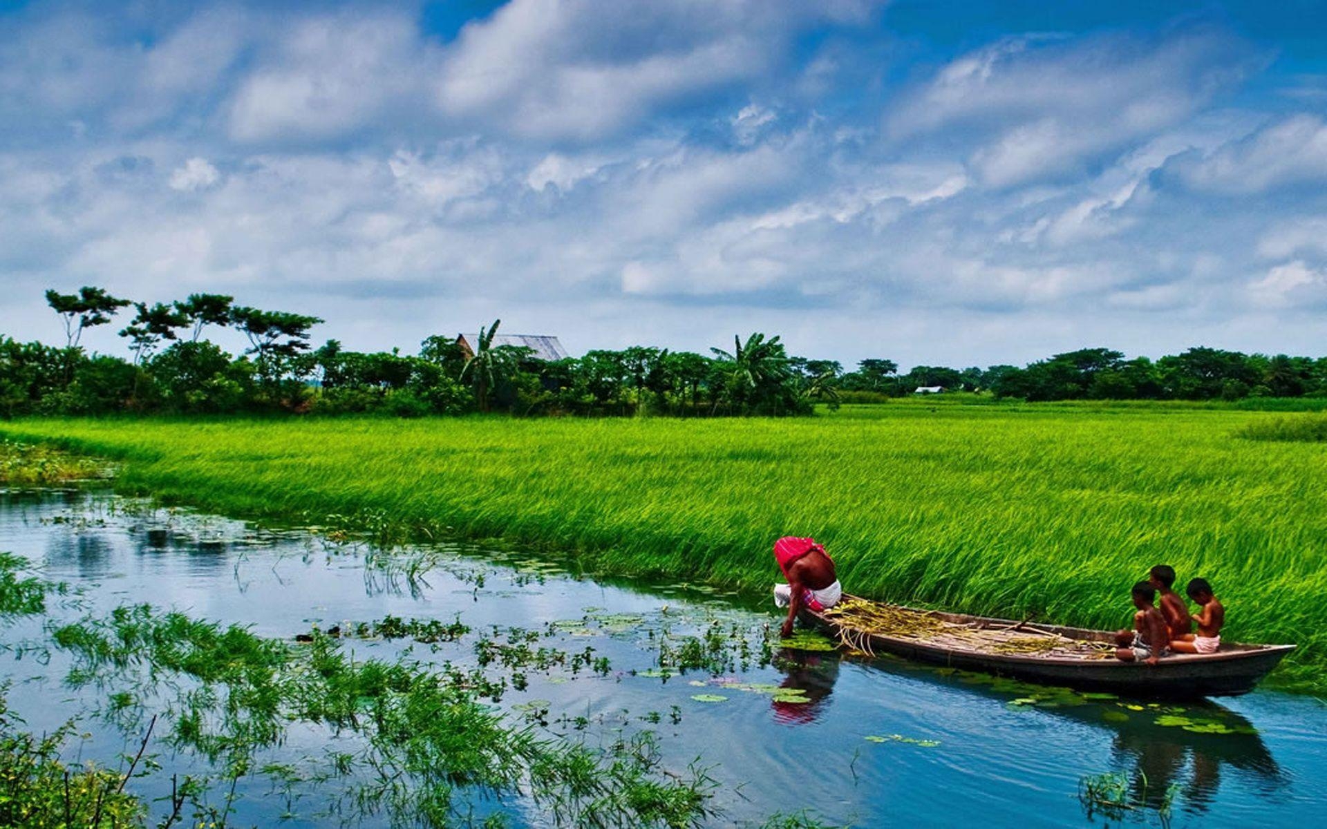 Sonargaon, Reisfelder, Bangladesh, Landschaft, Asien, 1920x1200 HD Desktop