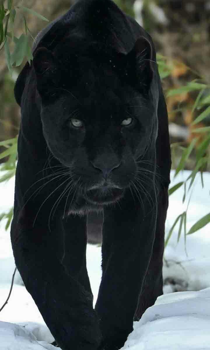 Panther, Schwarzer Panther, Wildleben, Natur, Raubkatze, 720x1200 HD Handy