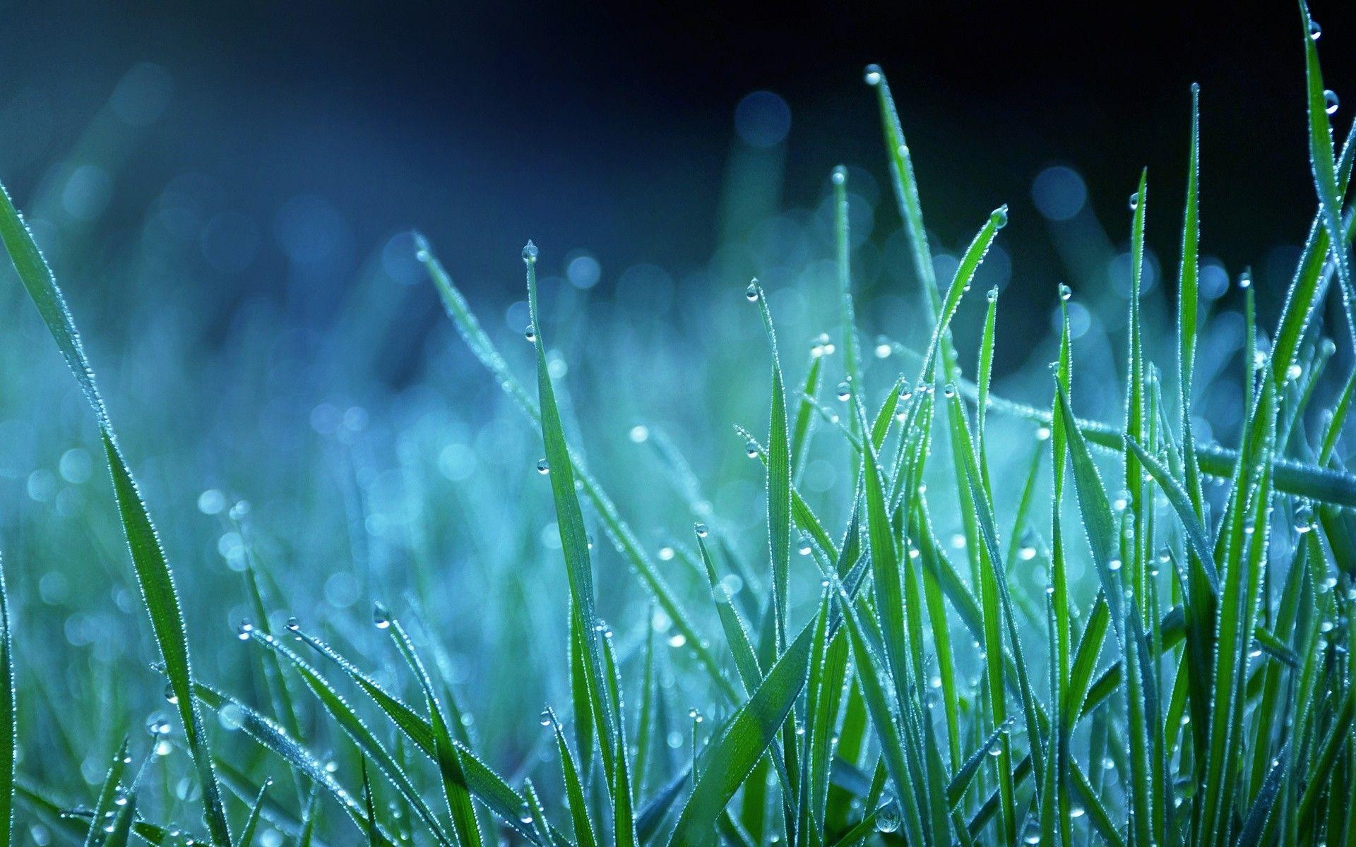 Schöne Natur, Nacht, Gras, Stille, Hintergrund, 1920x1200 HD Desktop