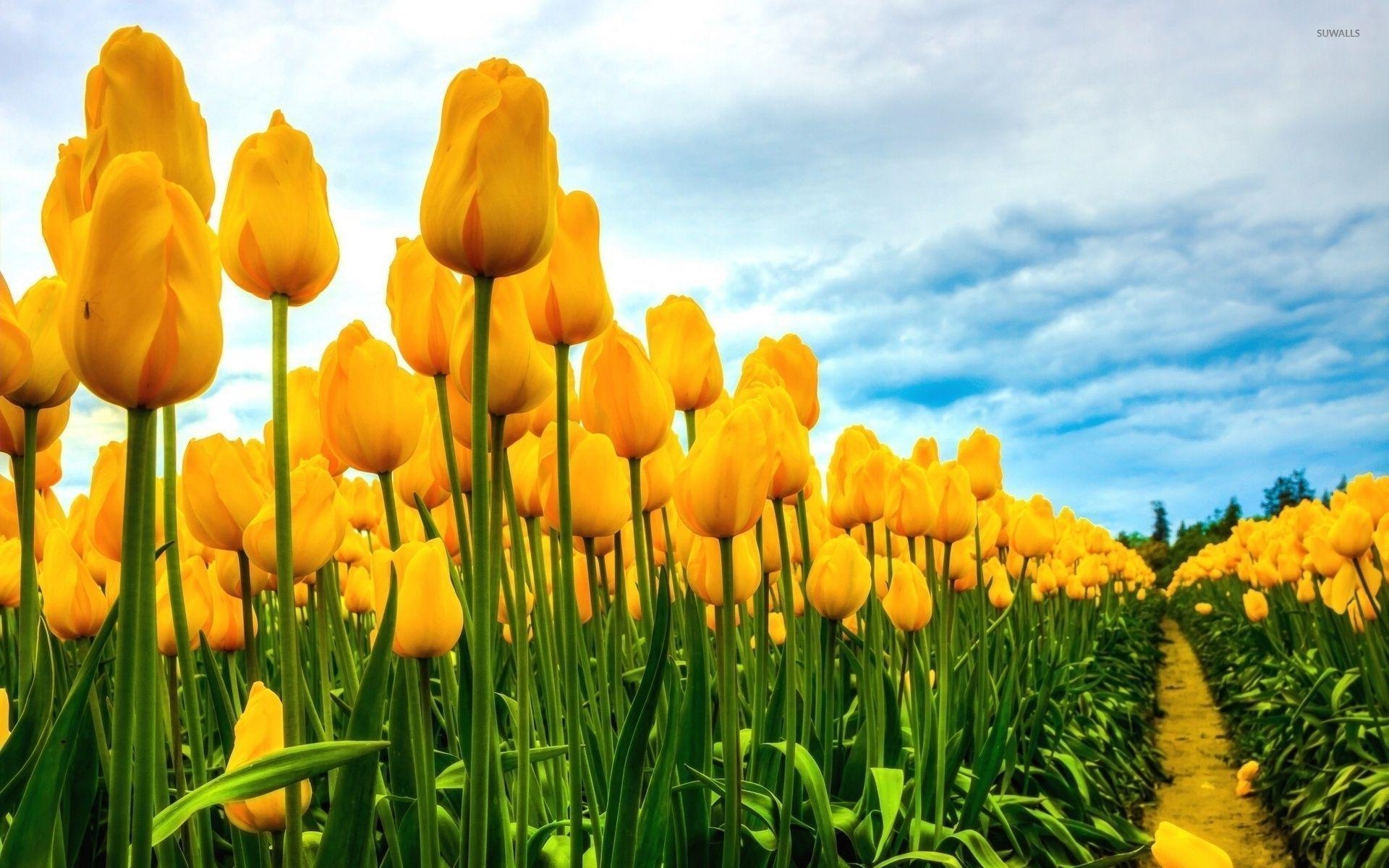 Gelbe Tulpen, Feld, Blütenmeer, Natur, Frühlingsduft, 1920x1200 HD Desktop