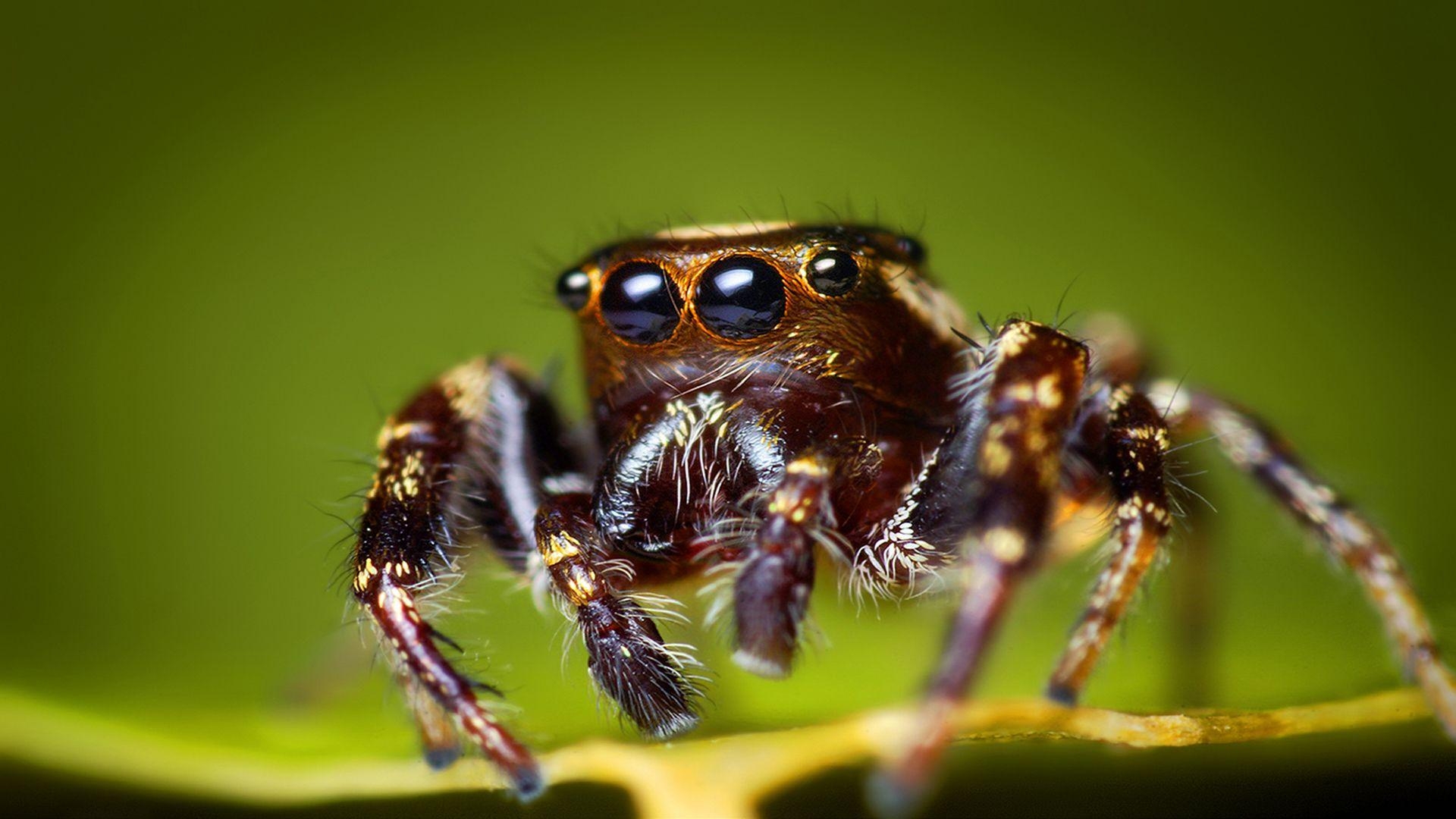 Insekt, Tiere, Hintergrund, Foto, Käfer, 1920x1080 Full HD Desktop