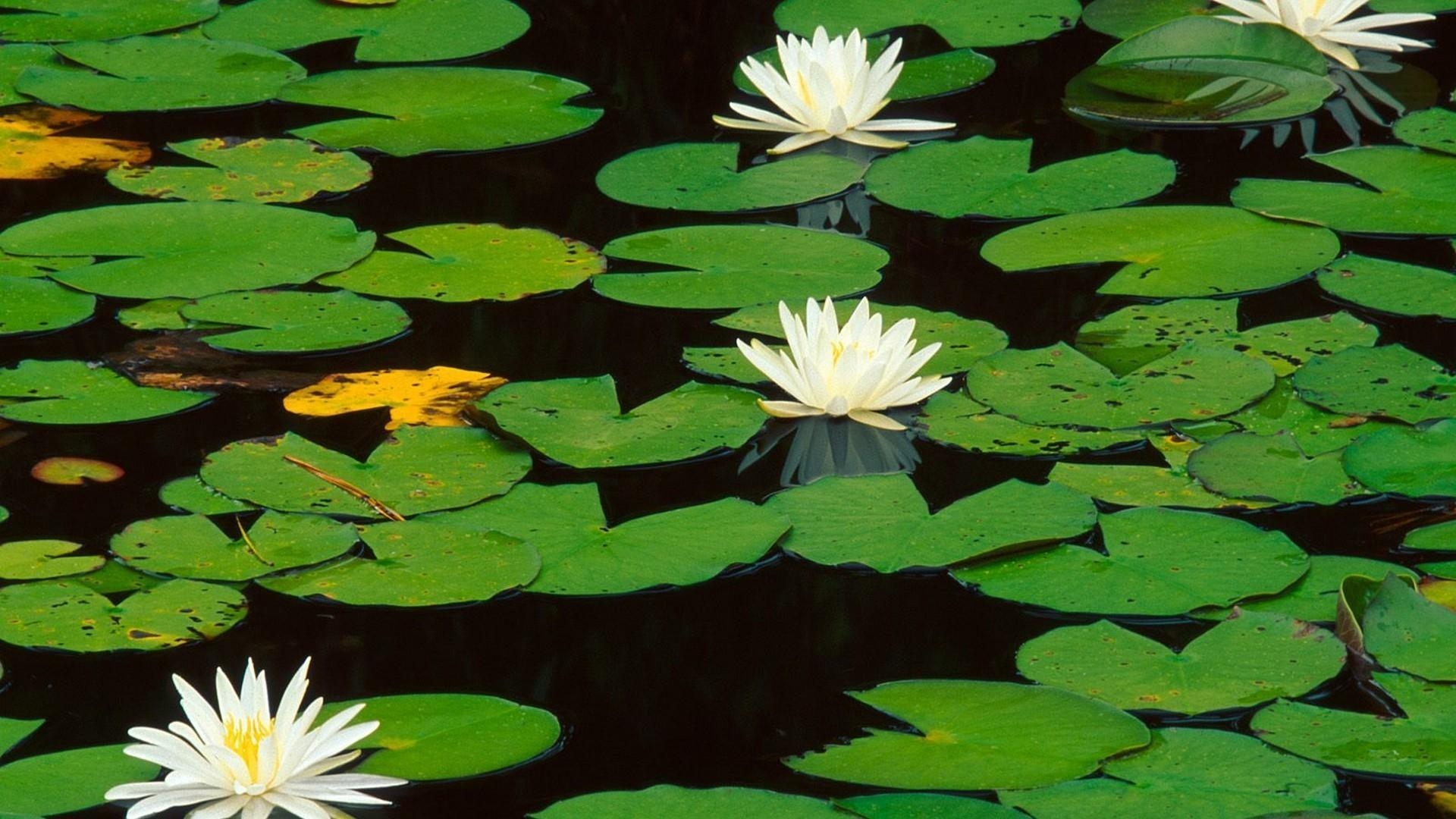 Seerosenblätter, Natur, Wasser, Flora, Teichpflanzen, 1920x1080 Full HD Desktop