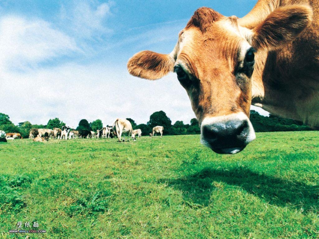 Bauernhof, Tiere, ländliche Idylle, traditionell, friedlich, 1030x770 HD Desktop