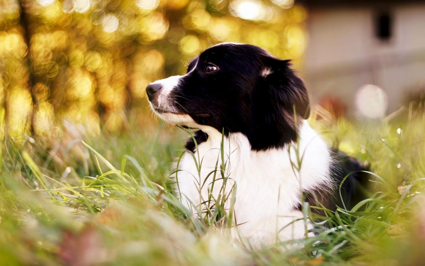 Border Collie, Android, Tiere, Smartphone, Hund, 1440x900 HD Desktop