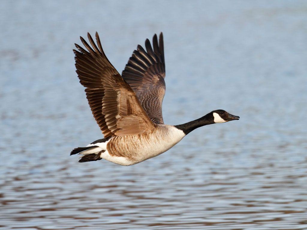 Kanadagans, Vogelschutz, Wildgänse, RSPB, Natur, 1030x770 HD Desktop