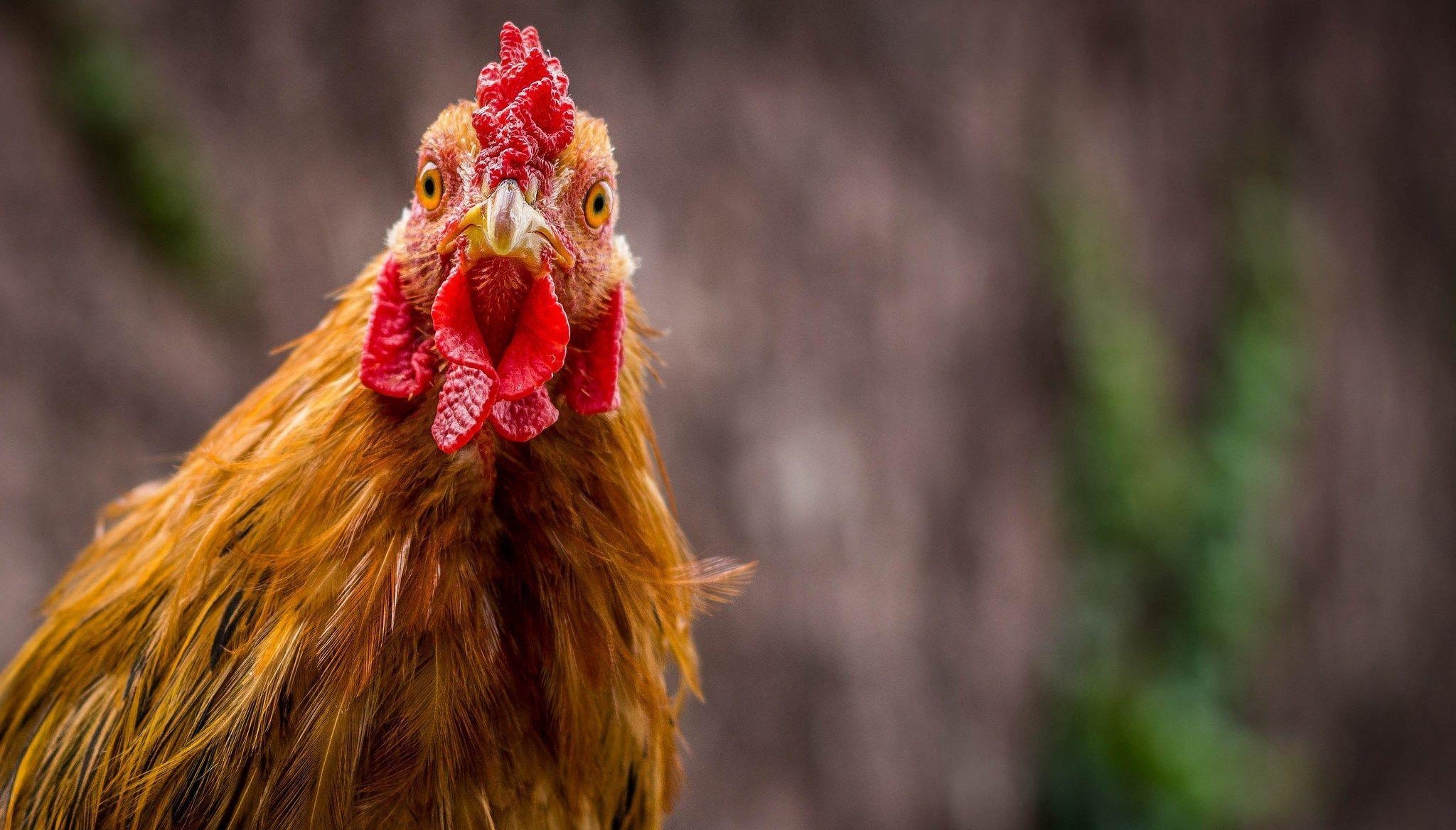 Huhn, Tiere, Hintergrund, Fotografie, Hühner, 2050x1170 HD Desktop