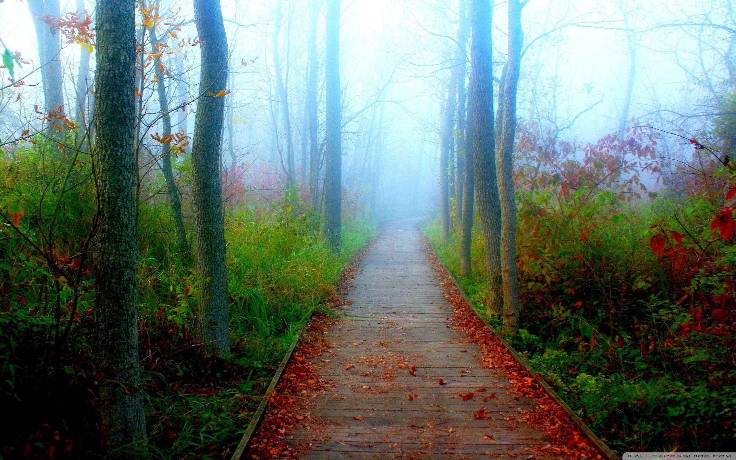 Herbst, Abenteuer, Wisconsin, Wälder, Ultra HD, 2560x1600 HD Desktop