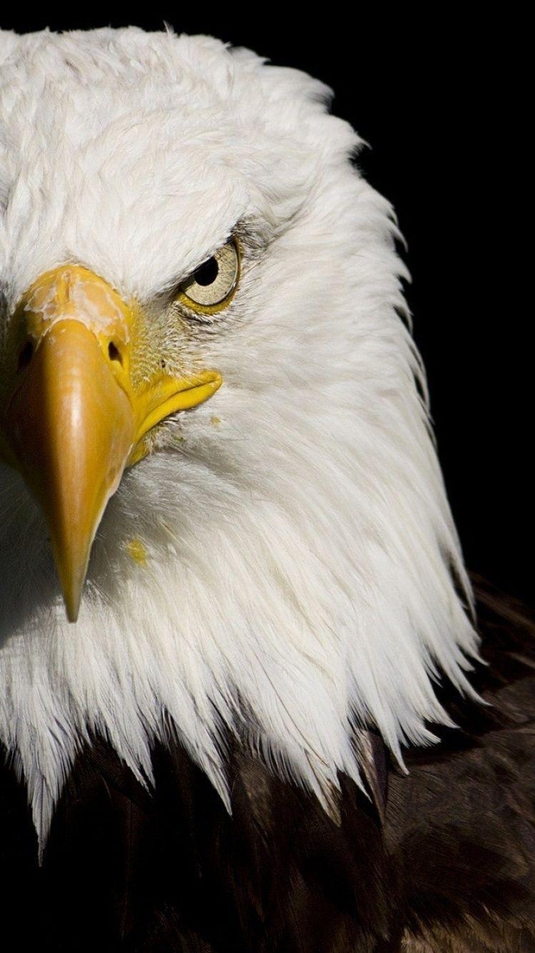 Weißkopfseeadler, Tier, Hintergrund, Bild, Spot, 750x1340 HD Handy