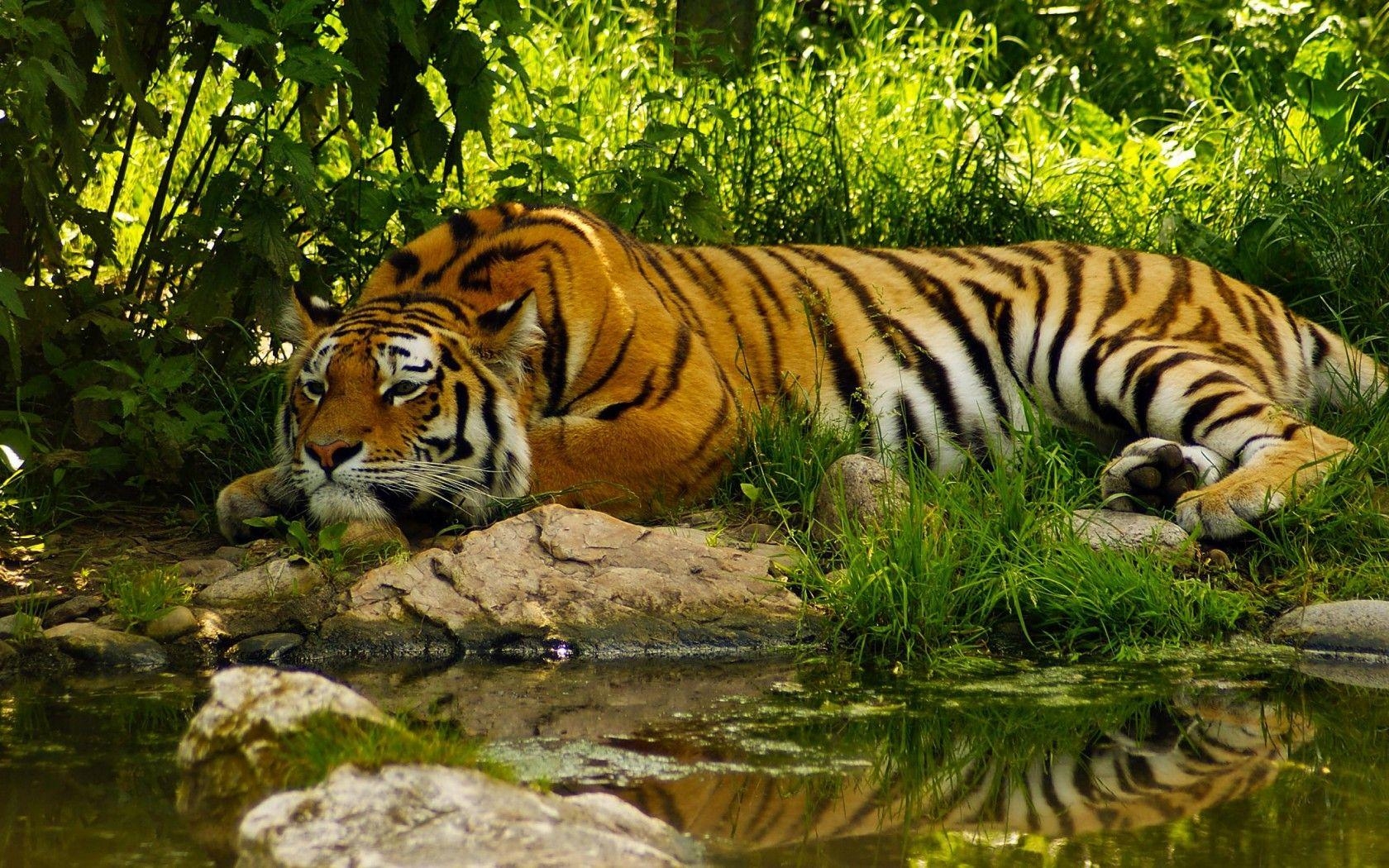 Königlicher Bengalischer Tiger, Wildkatze, Tiere, 1680x1050 HD Desktop