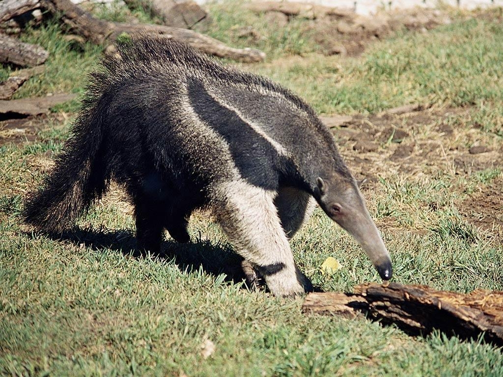 Kostenlose Ameisenbär, HD, Tier, Hintergrund, 1030x770 HD Desktop