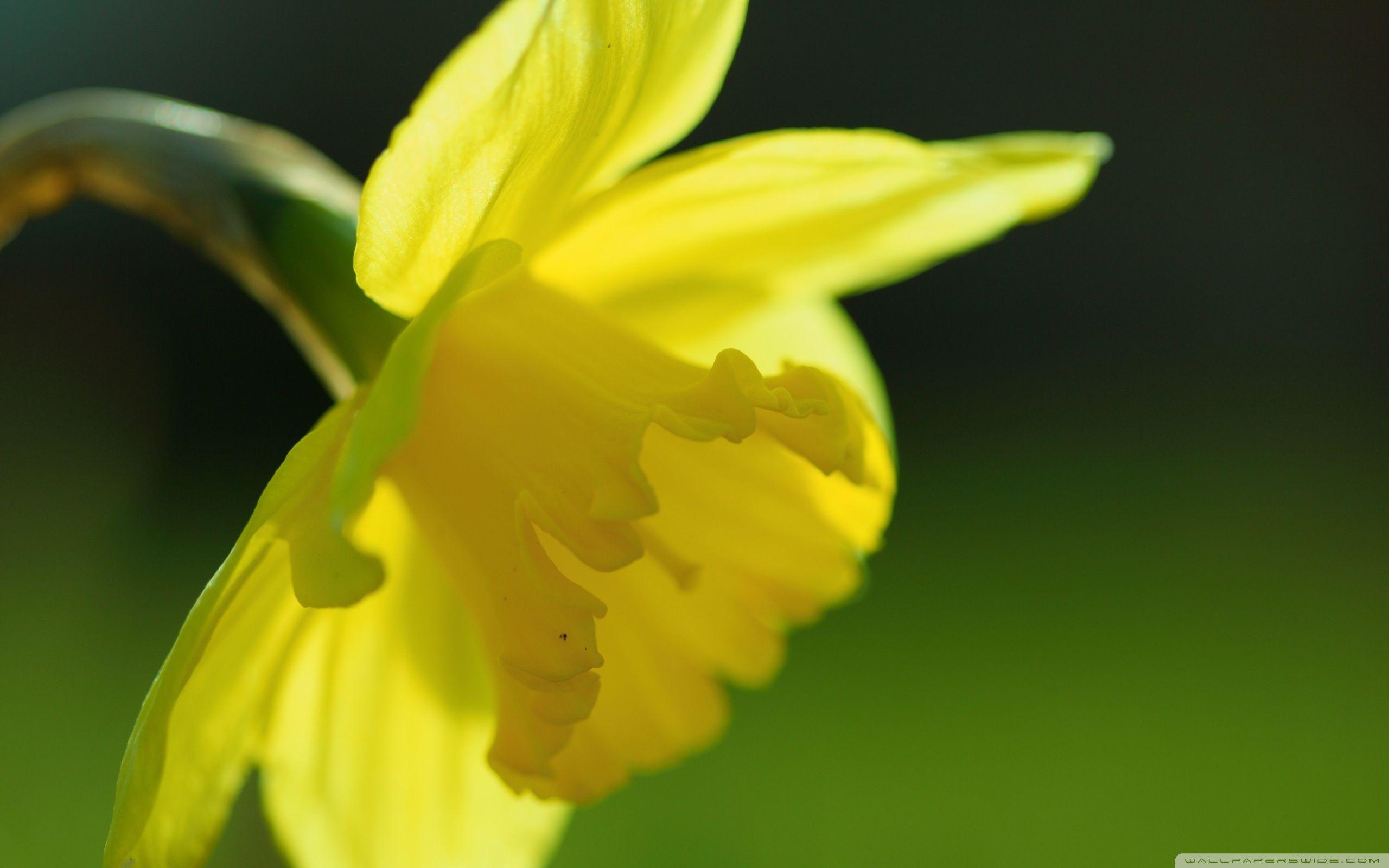 Frühling, gelbe Narzisse, 4K, Desktop, Blumen, 2560x1600 HD Desktop