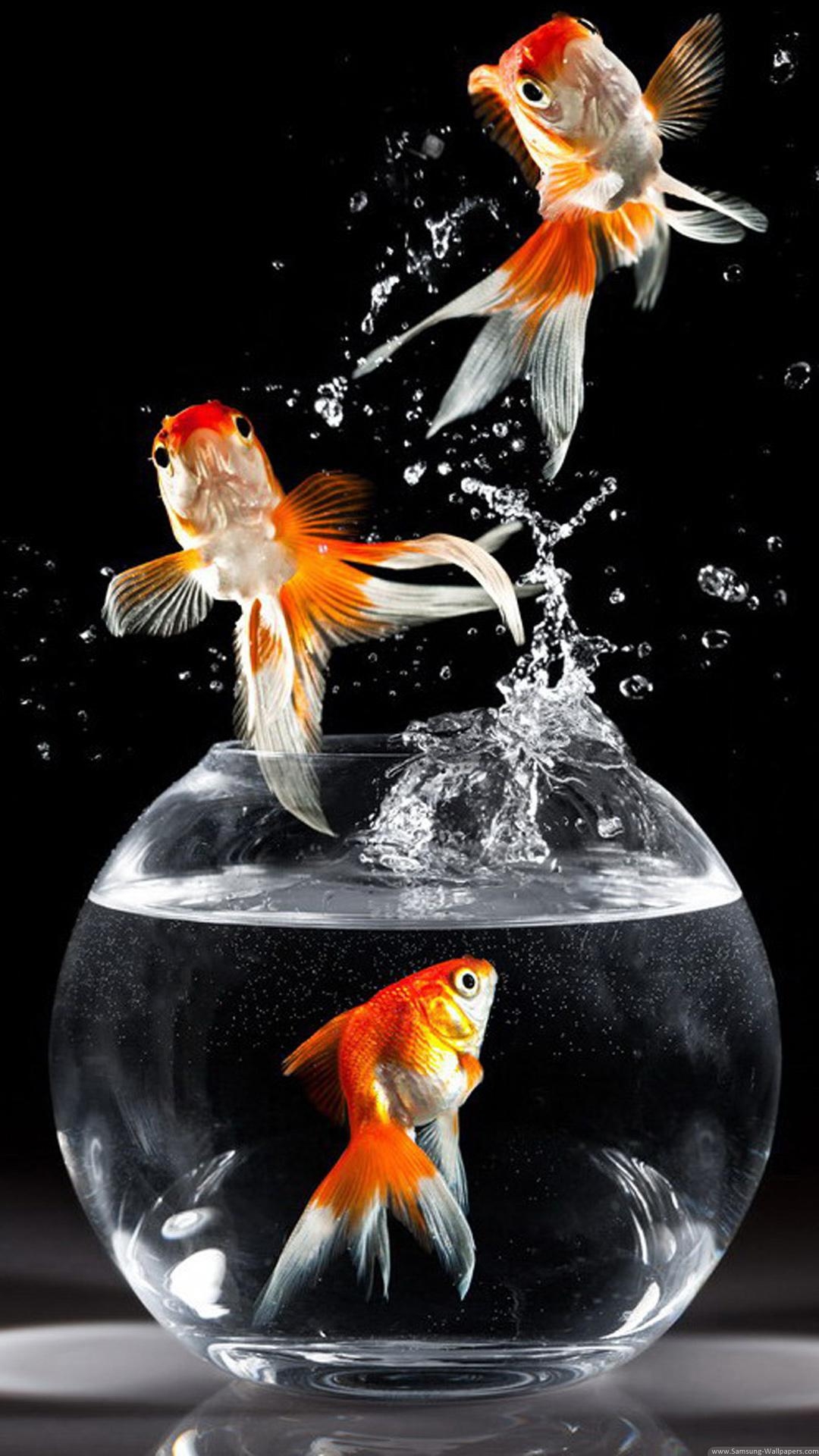 Goldfisch, inspirierend, Hintergrund, hohe Qualität, Tiere, 1080x1920 Full HD Handy