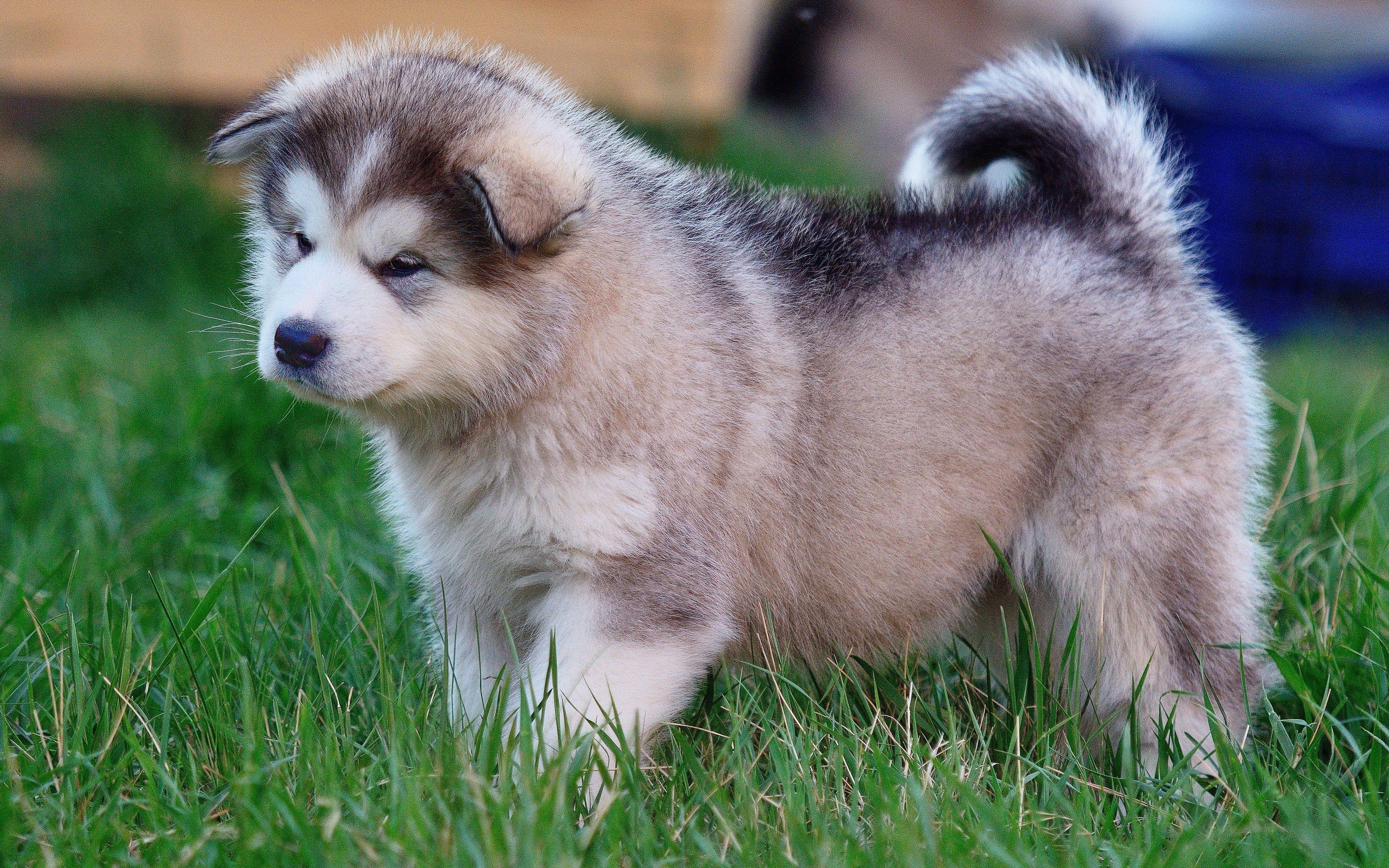 Alaskan Malamute, 4K, Welpe, Canis Lupus, Download, 3840x2400 4K Desktop