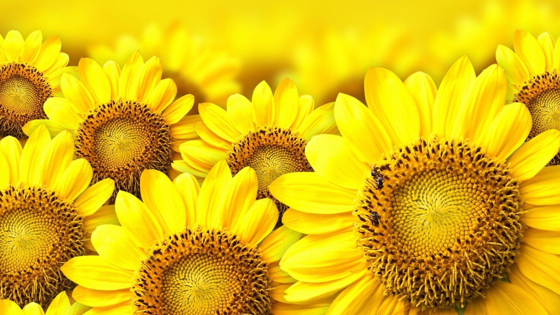 Sonnenblume, Natur, Hintergrund, Bild, Blumen, 1920x1080 Full HD Desktop