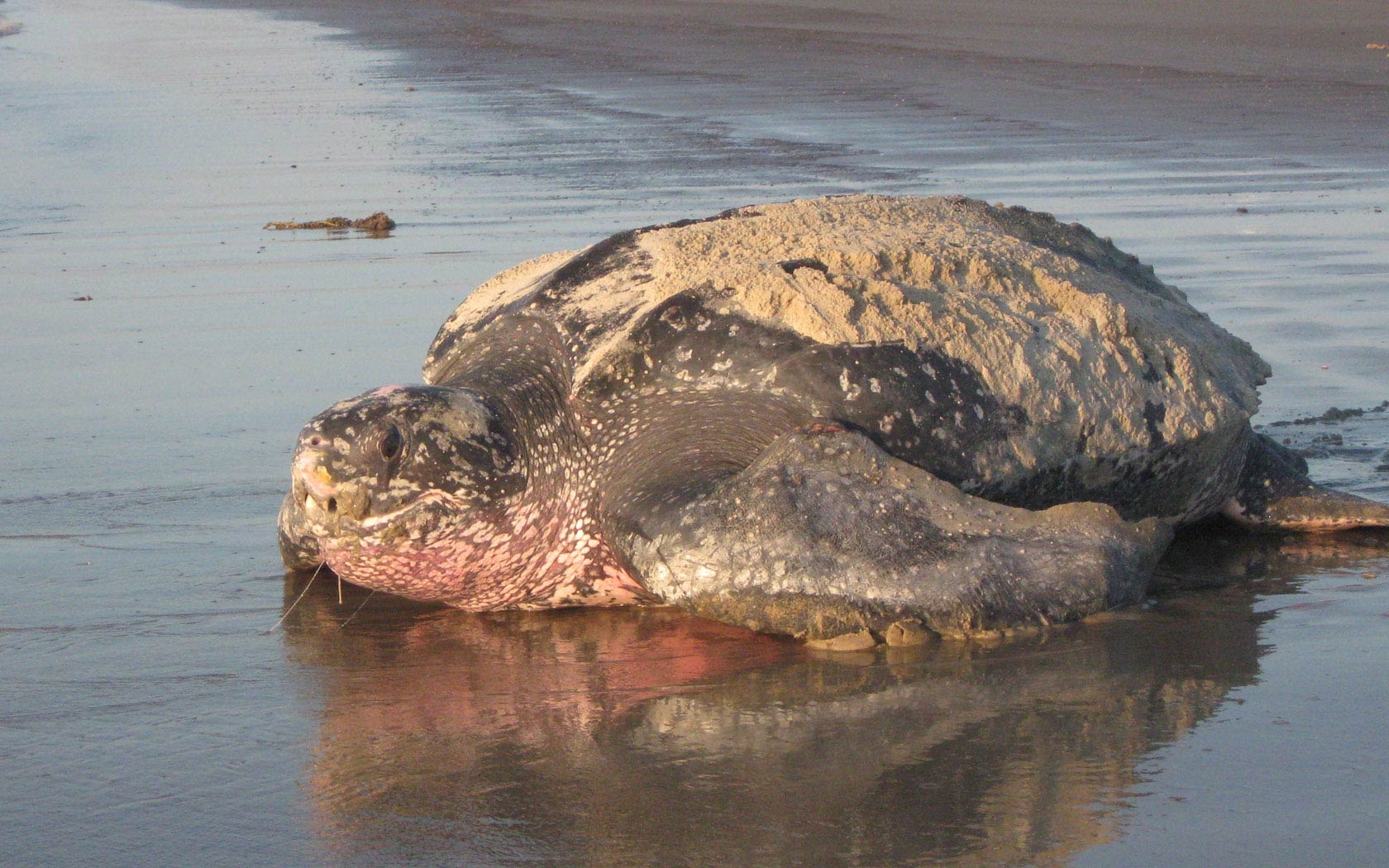 Lederschildkröte, Desktop, Mobil, Meer, Tier, 1680x1050 HD Desktop