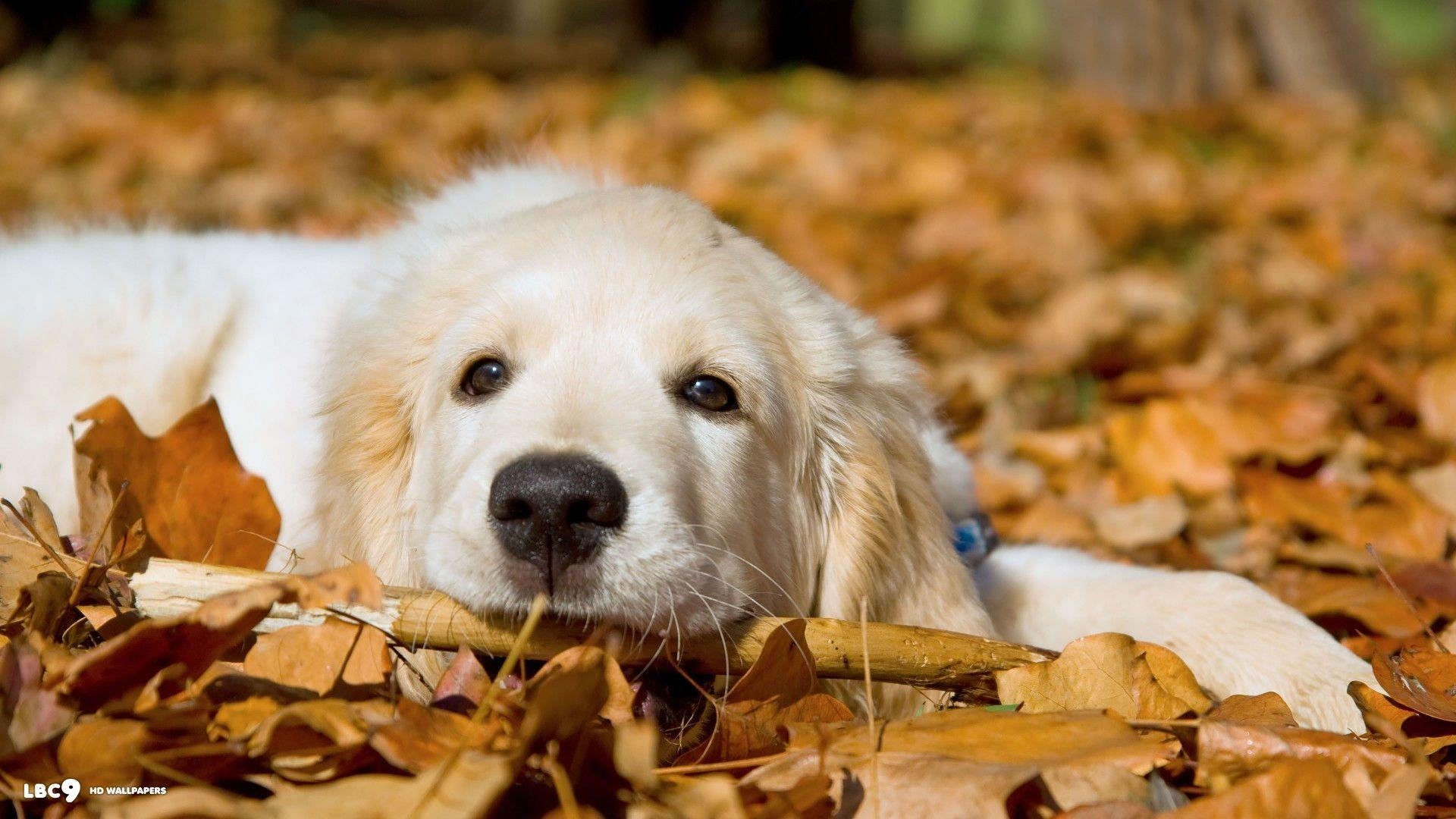 Golden Retriever, Hund, 4K, Hintergrund, Tier, 1920x1080 Full HD Desktop