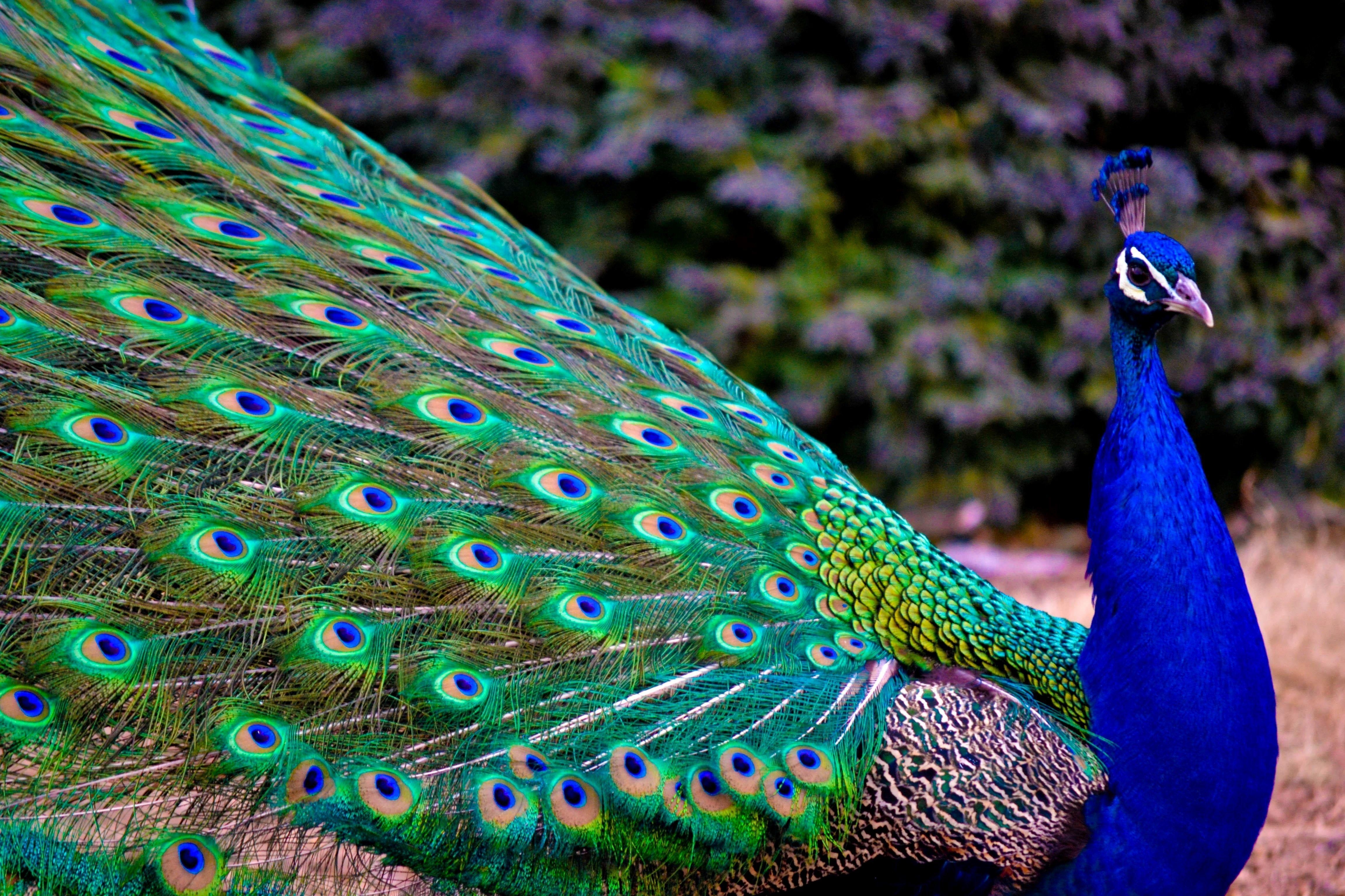 Indischer Pfau, Vogel, Farbenprächtig, Eleganz, Schönheit, 4610x3080 4K Desktop